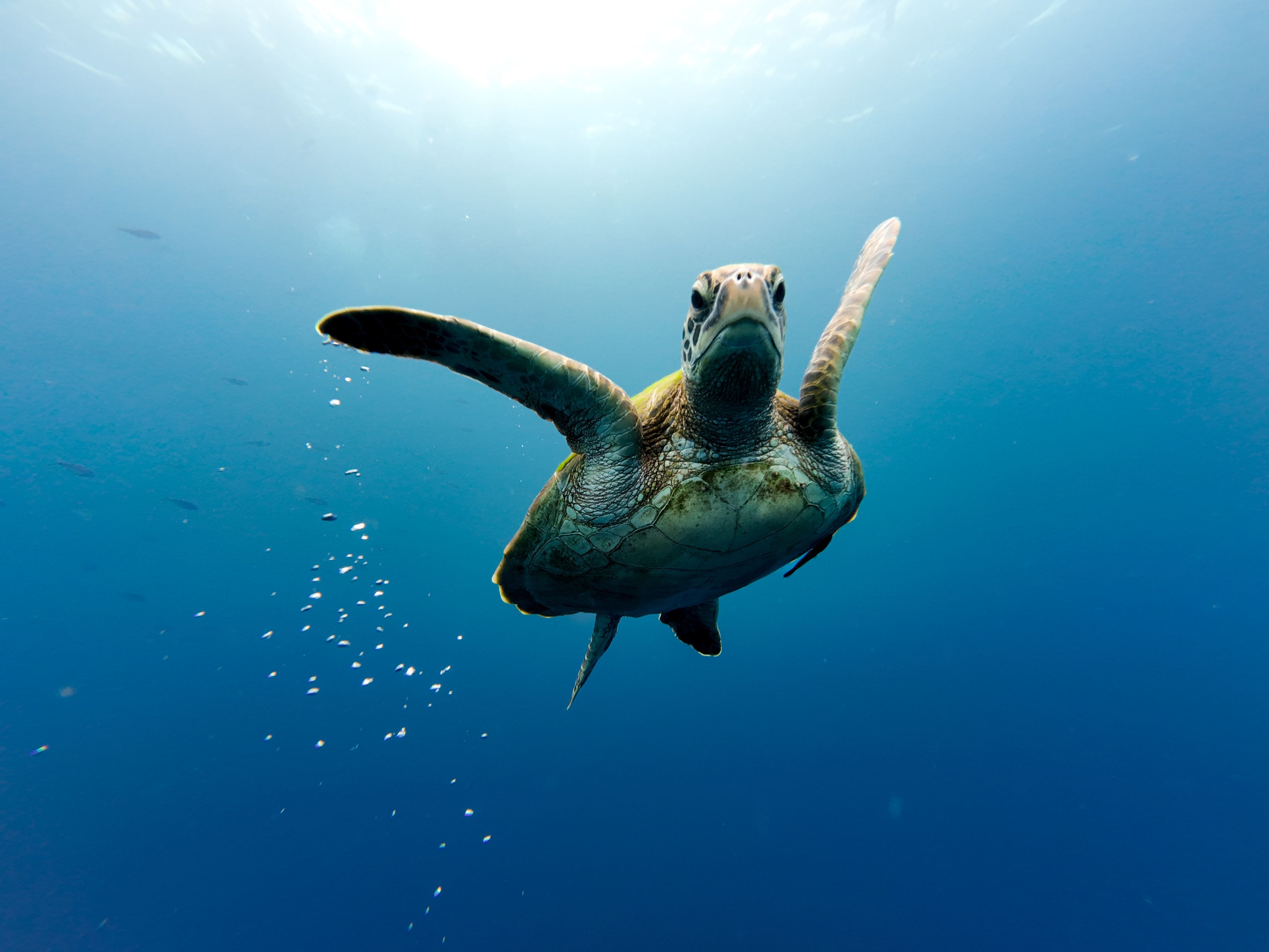 Schildpad-filipijnen