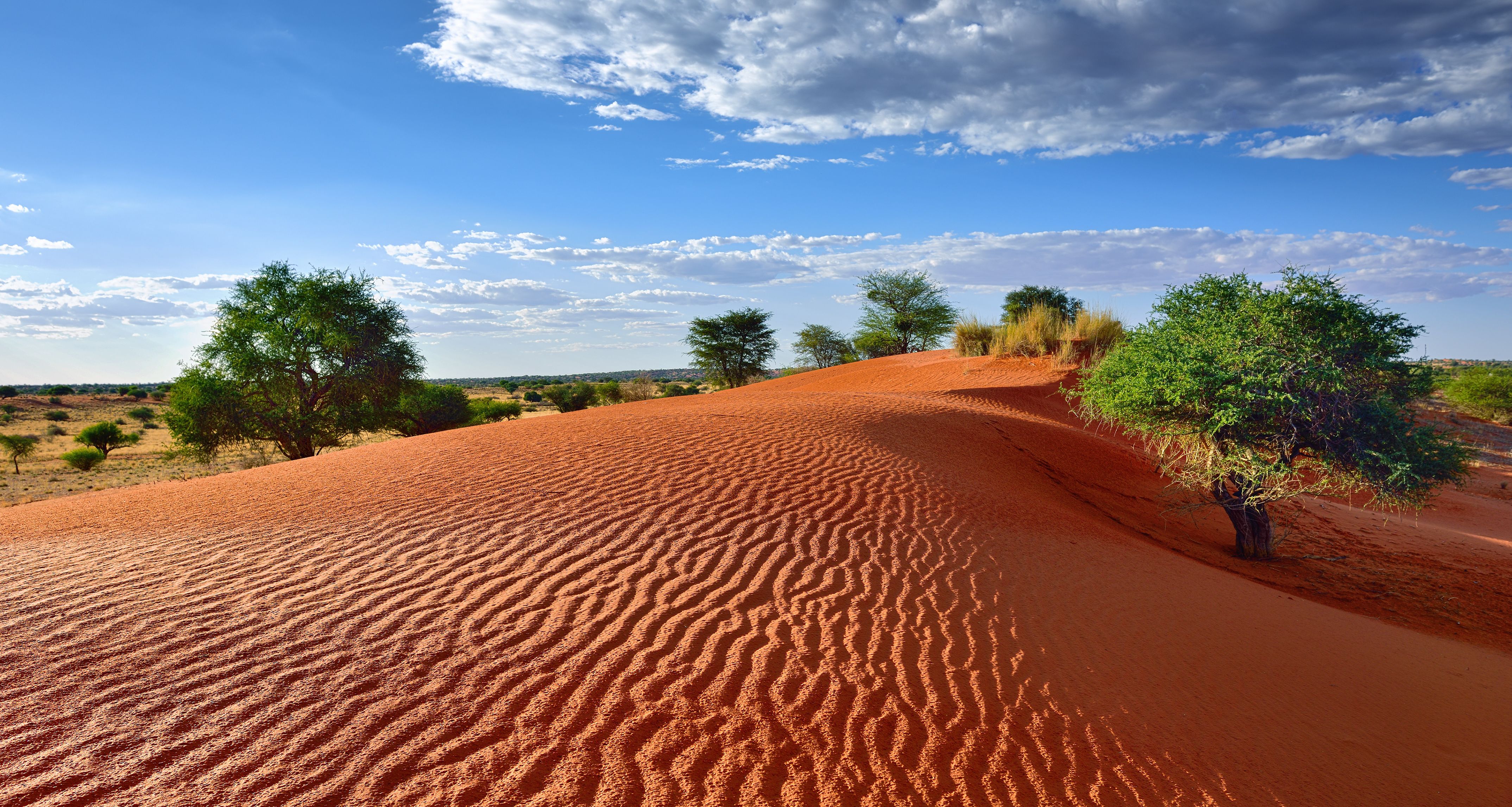 zuid-afrika-kalahari-zuid-afrika shutterstock_382167283