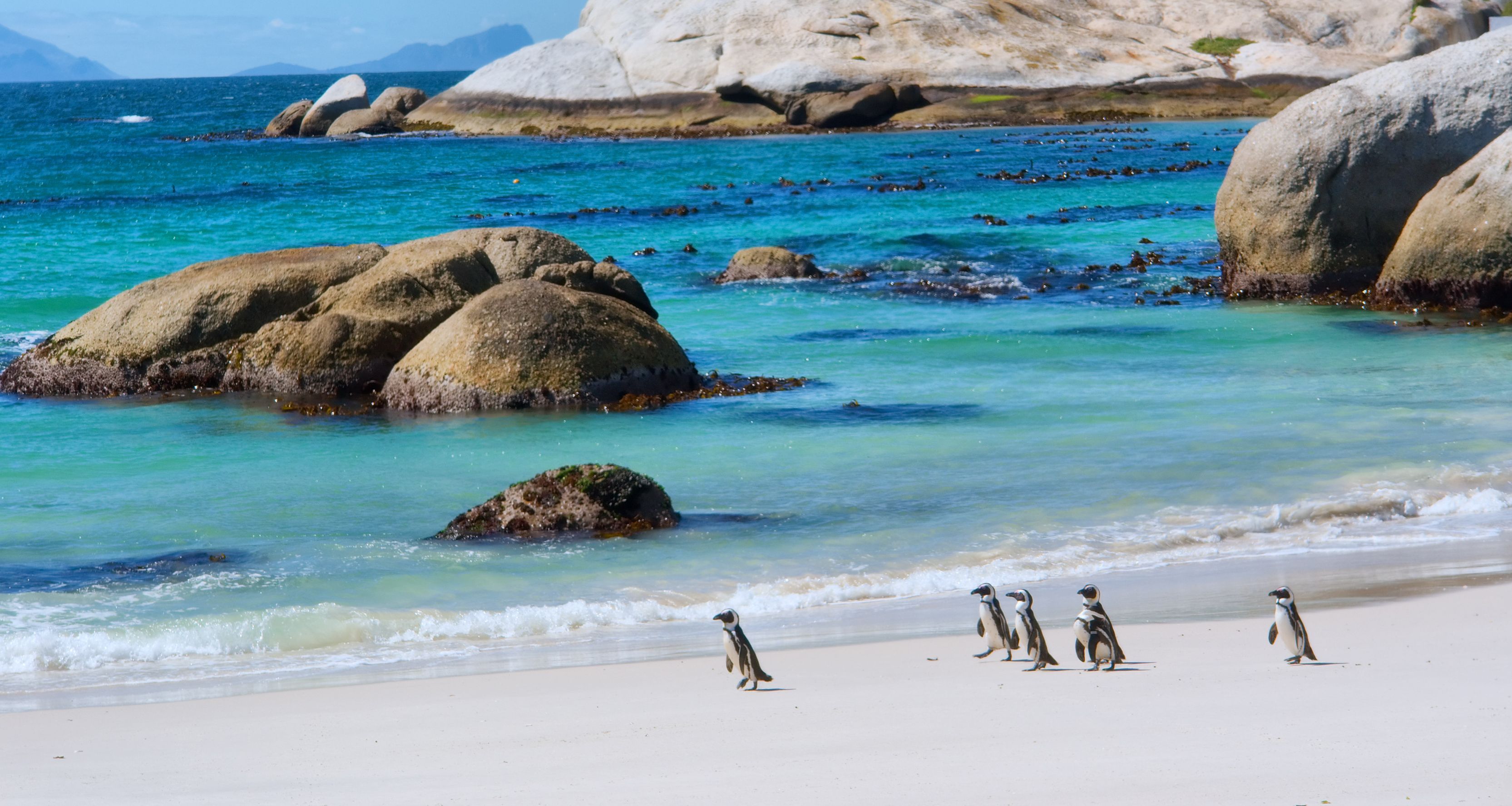 zuid-afrika-boulders-bay-penguins-walk