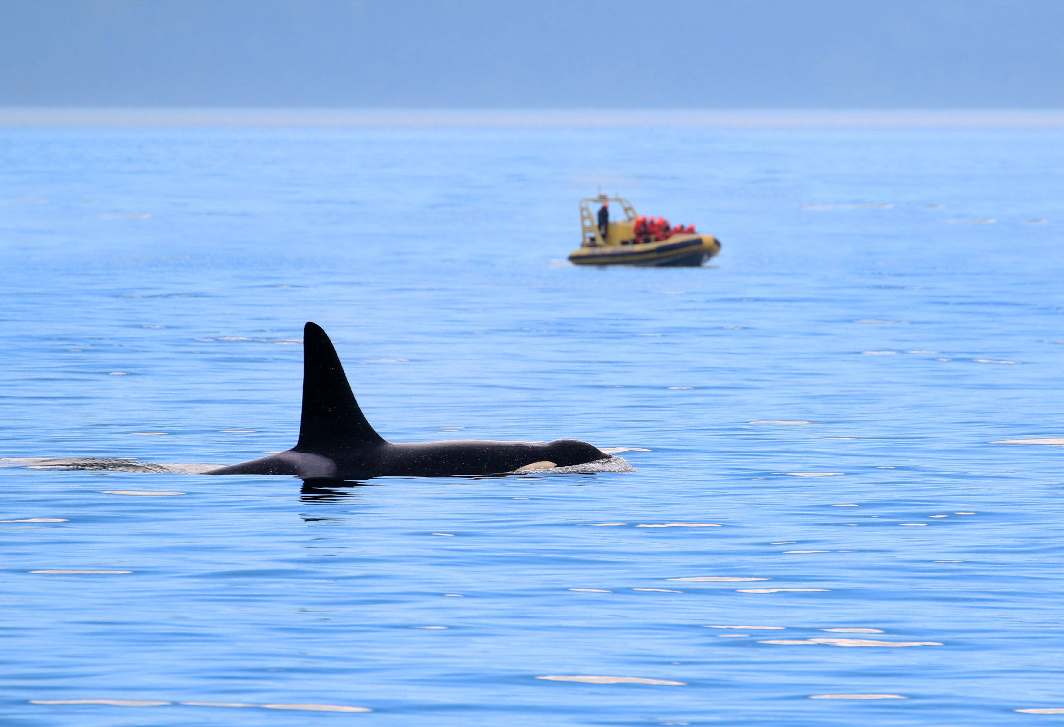 Orka's spotten bij Victoria Vancouver Island Canada