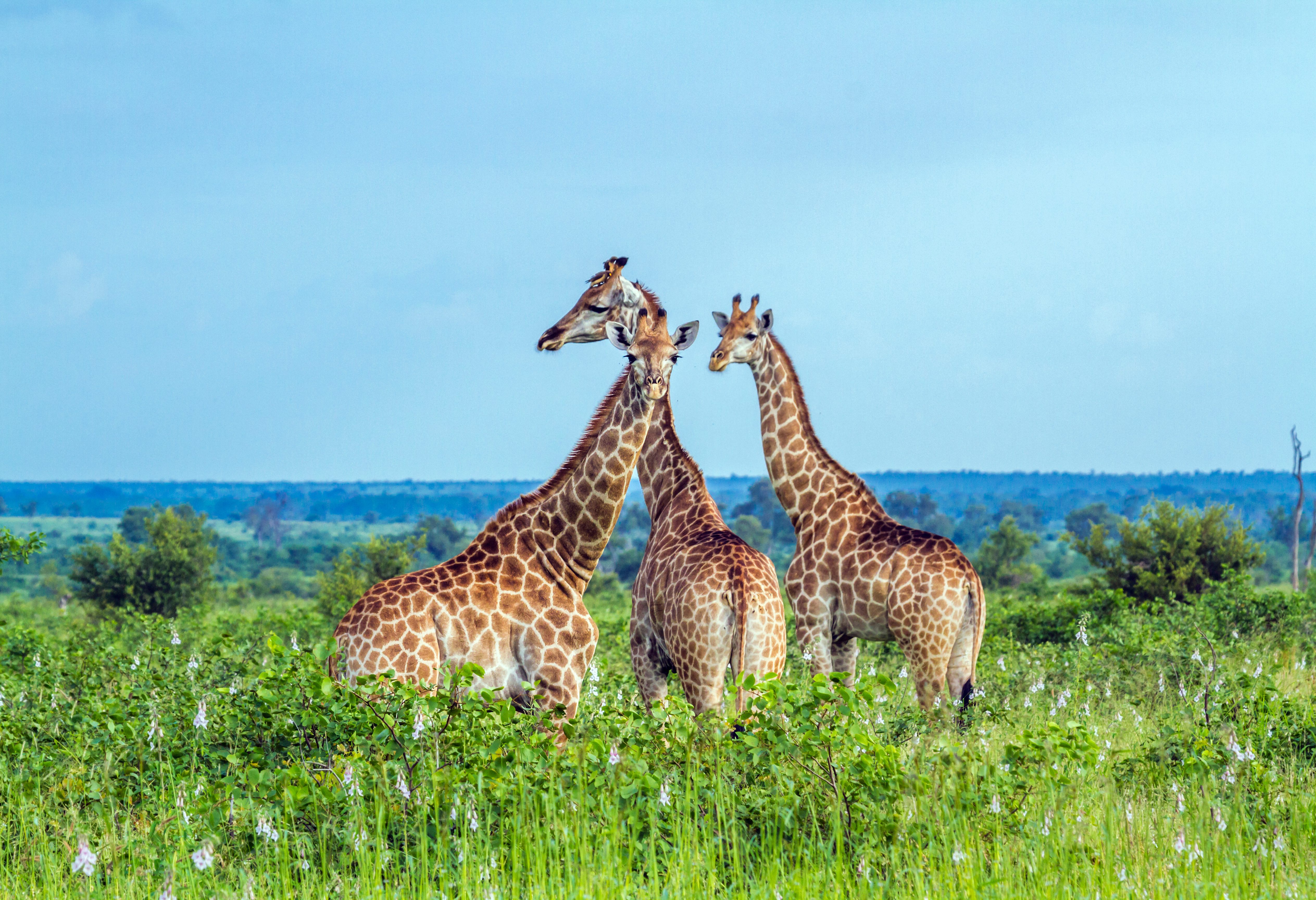 Giraffen in het Kruger in Zuid-Afrika