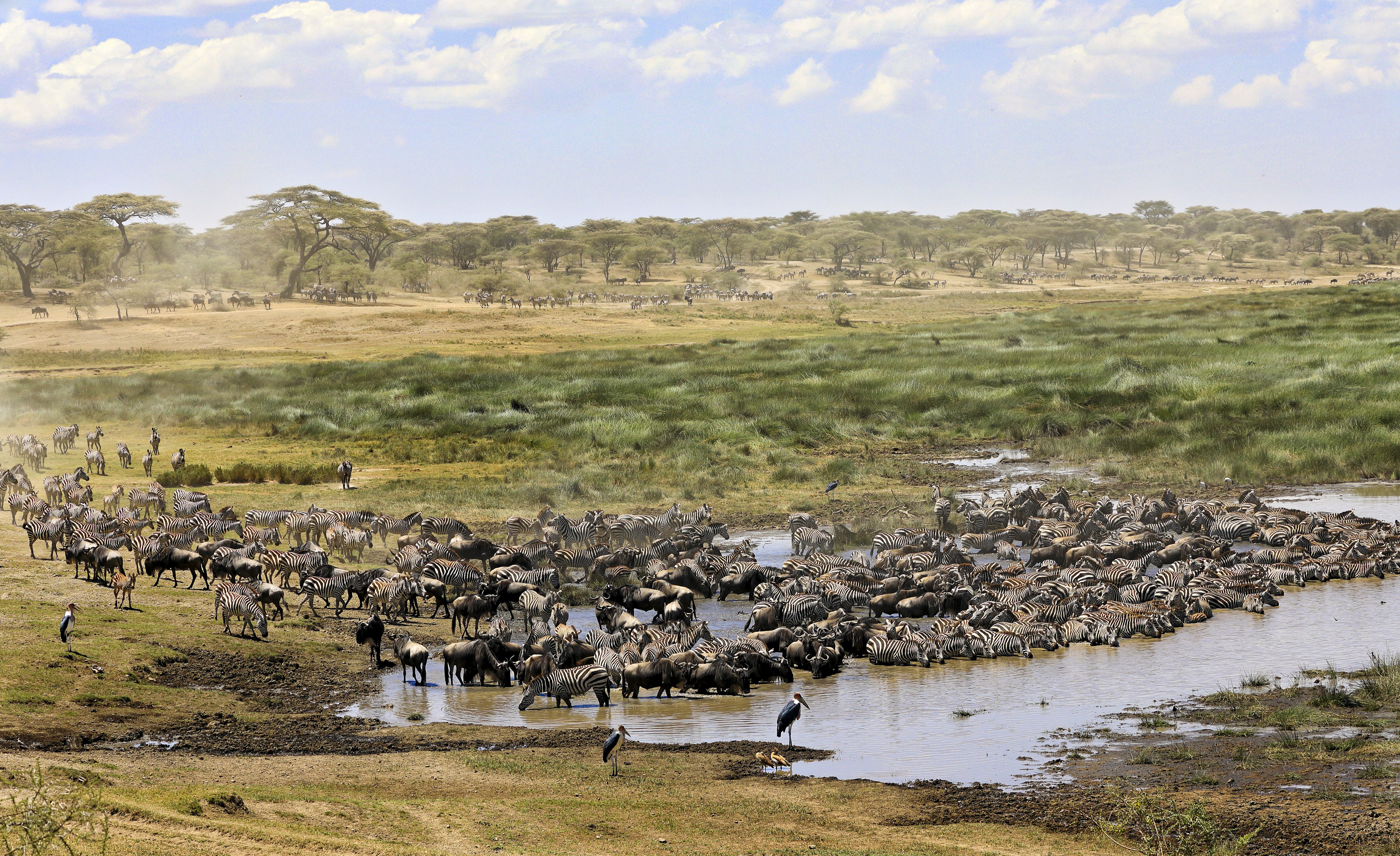 Grote trek in Tanzania