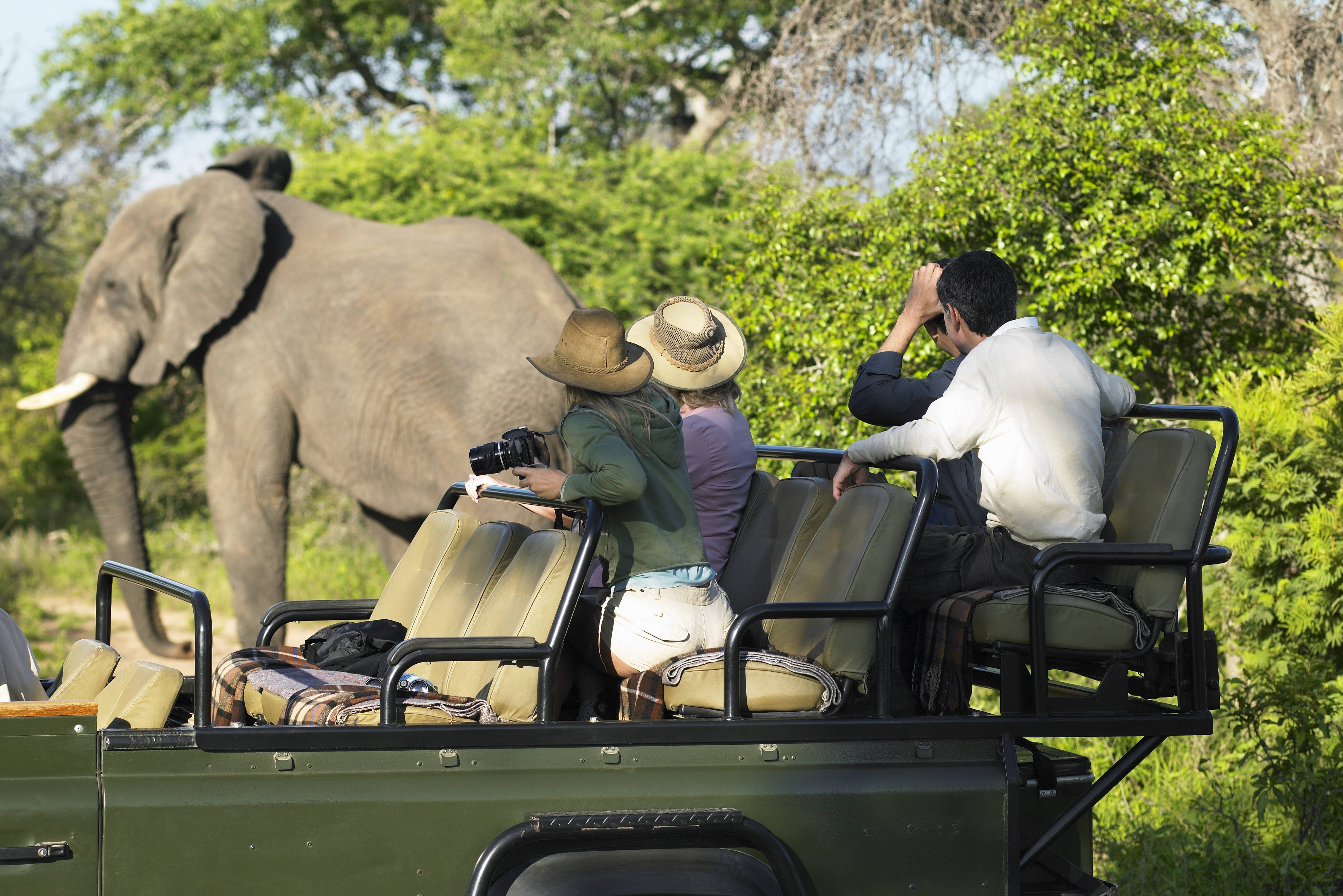 Olifant tijdens game drive Kruger, Zuid-Afrika