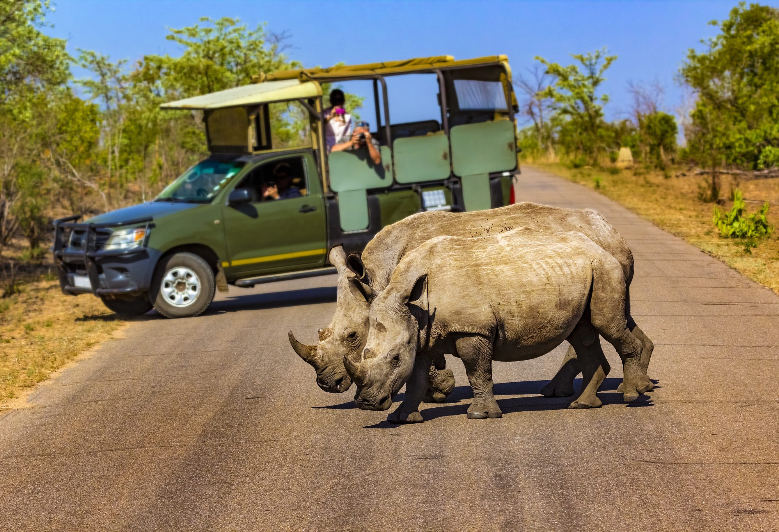 Neushoorns in Kruger NP in Zuid-Afrika