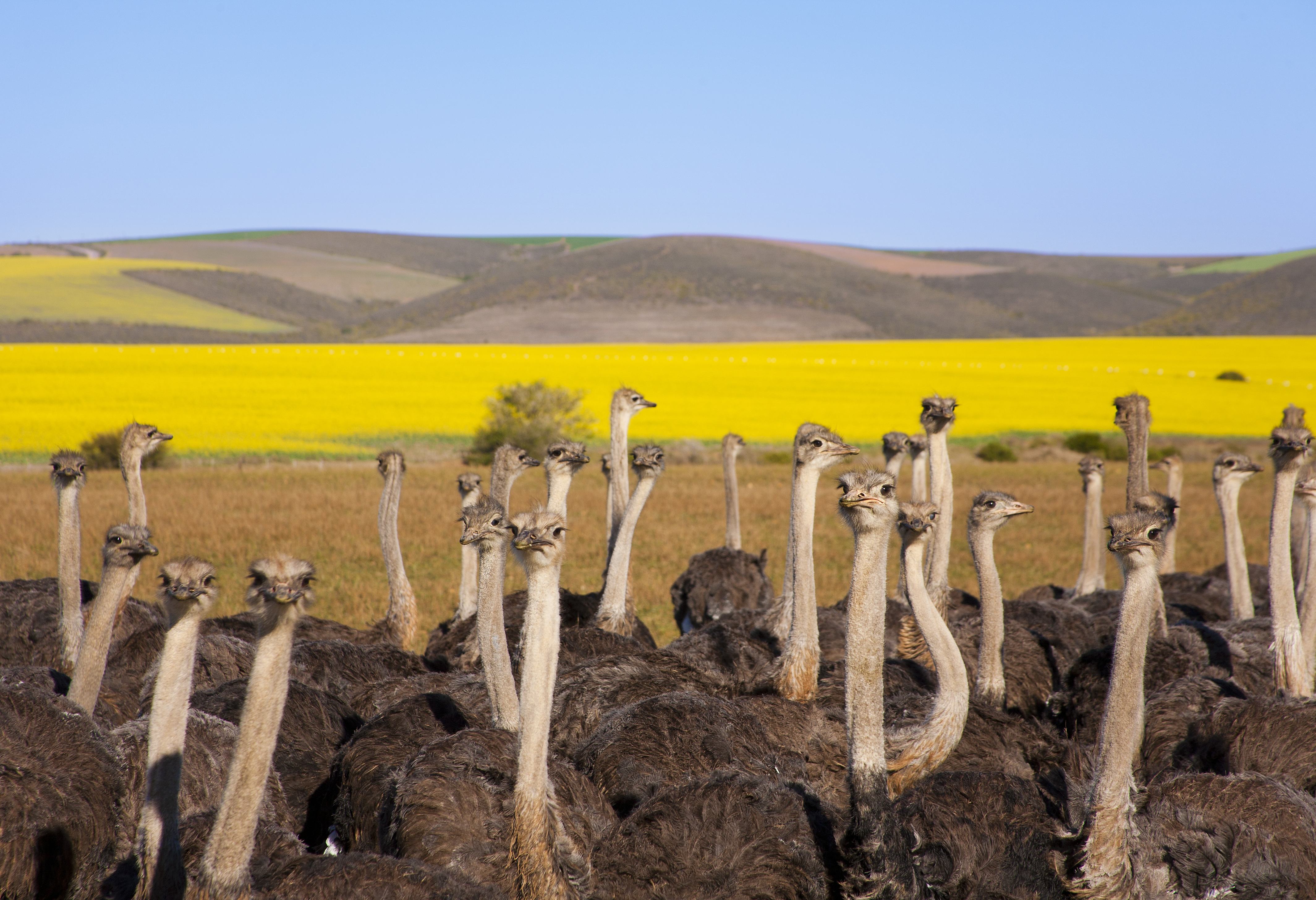 Struisvogels in Oudtshoorn in Zuid-Afrika