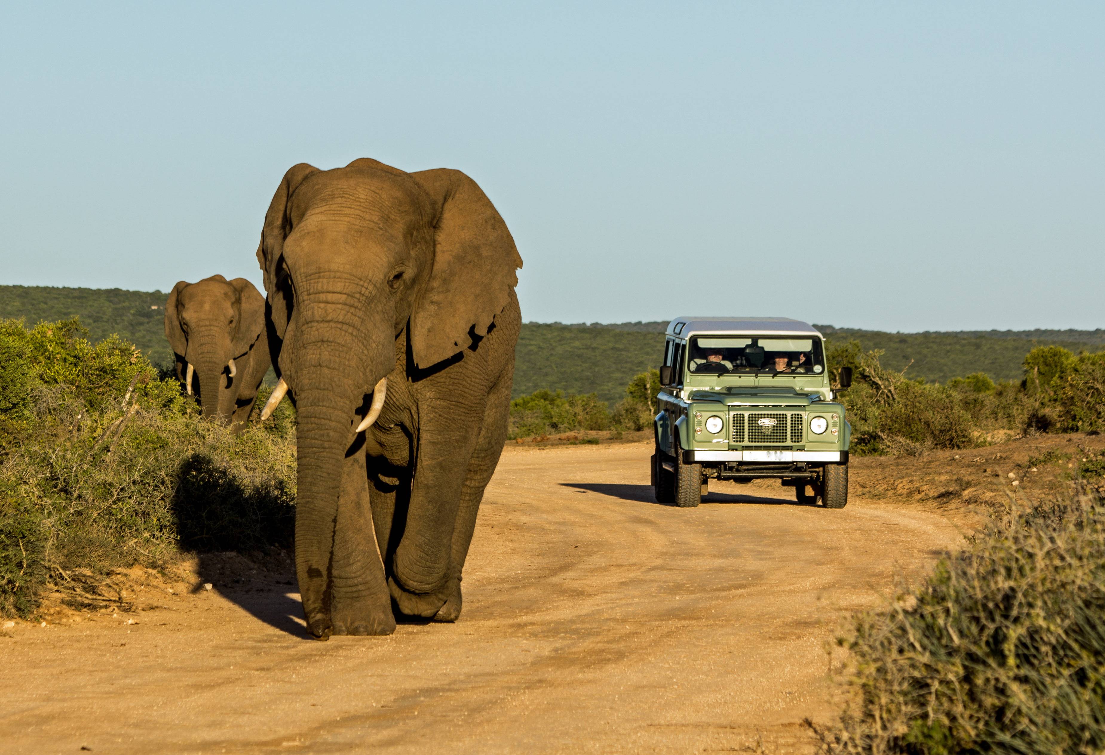 Olifanten in Addo National Park In Zuid-Afrika