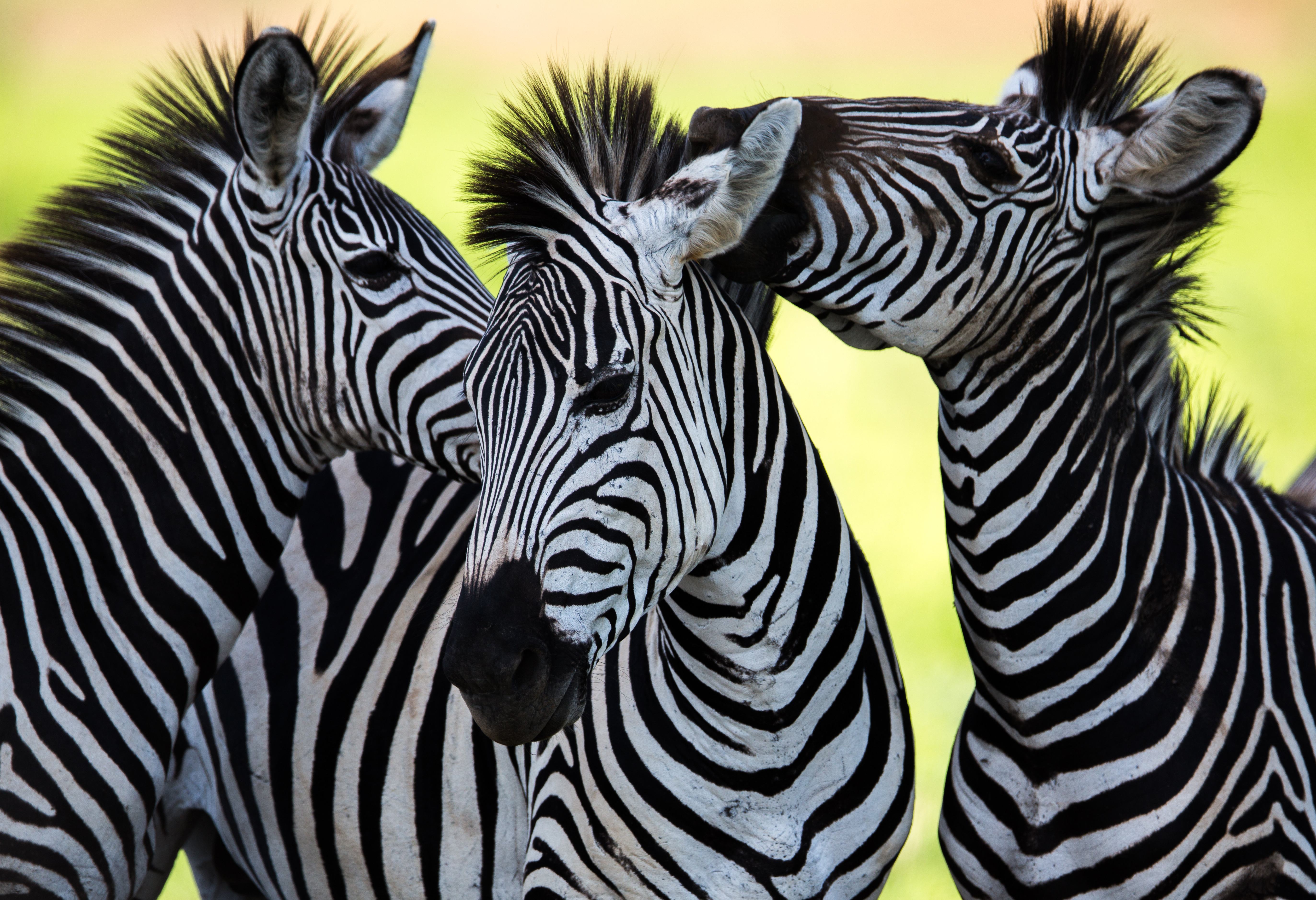 Zebra's in Swaziland