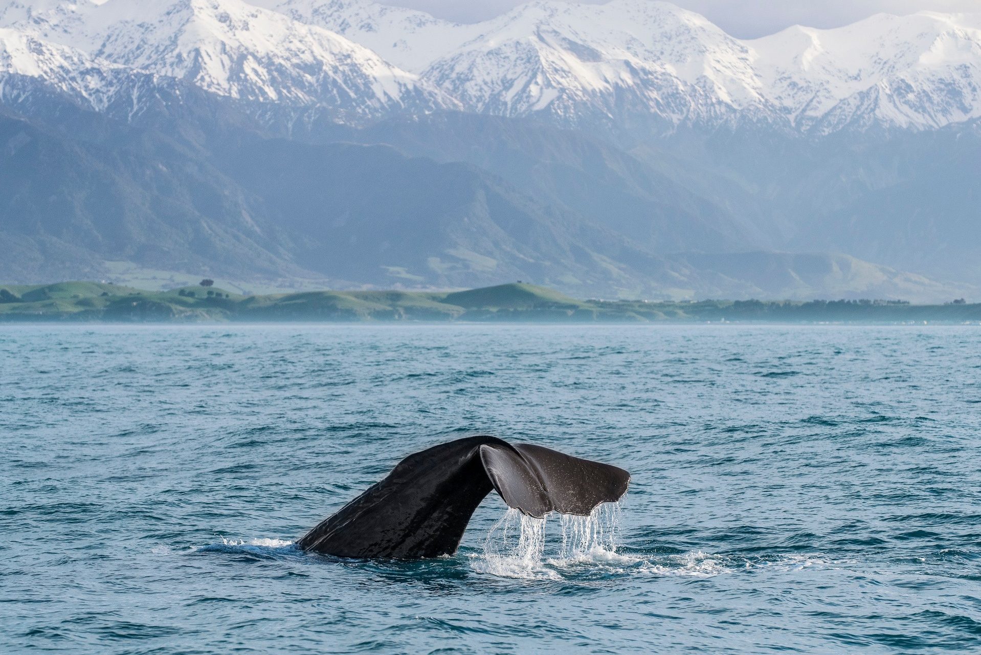 Kaikoura Nieuw Zeeland