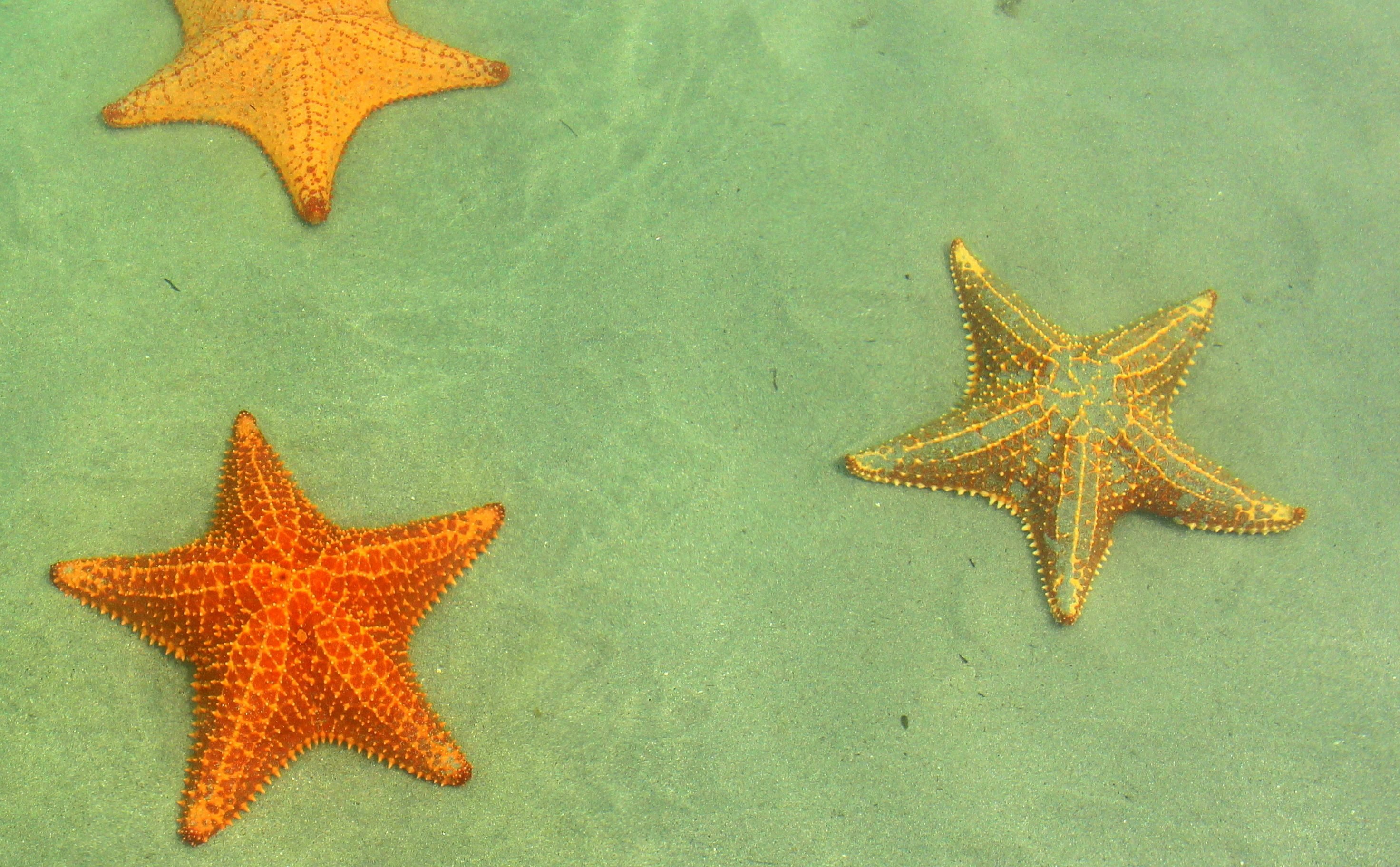 PLaya estrella zeesterren Bocas del Toro