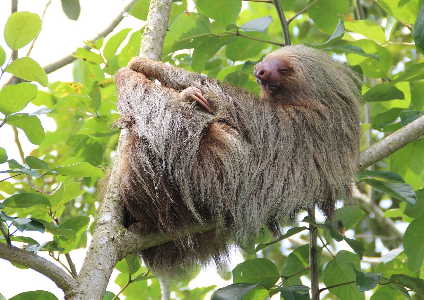 Een luiaard hoog in de bomen van Panama
