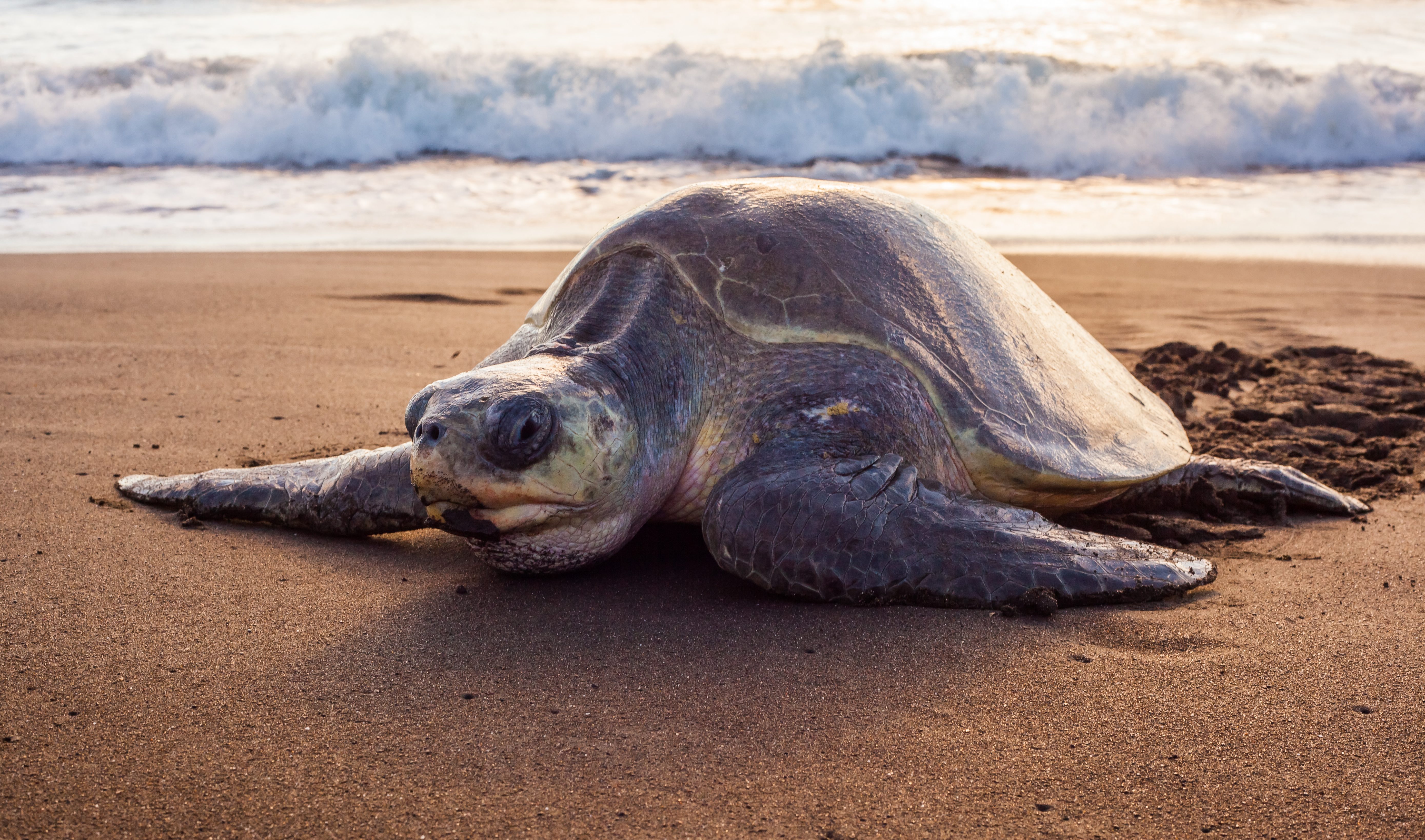Een zeeschildpad op het strand van Tamarindo, Costa Rica