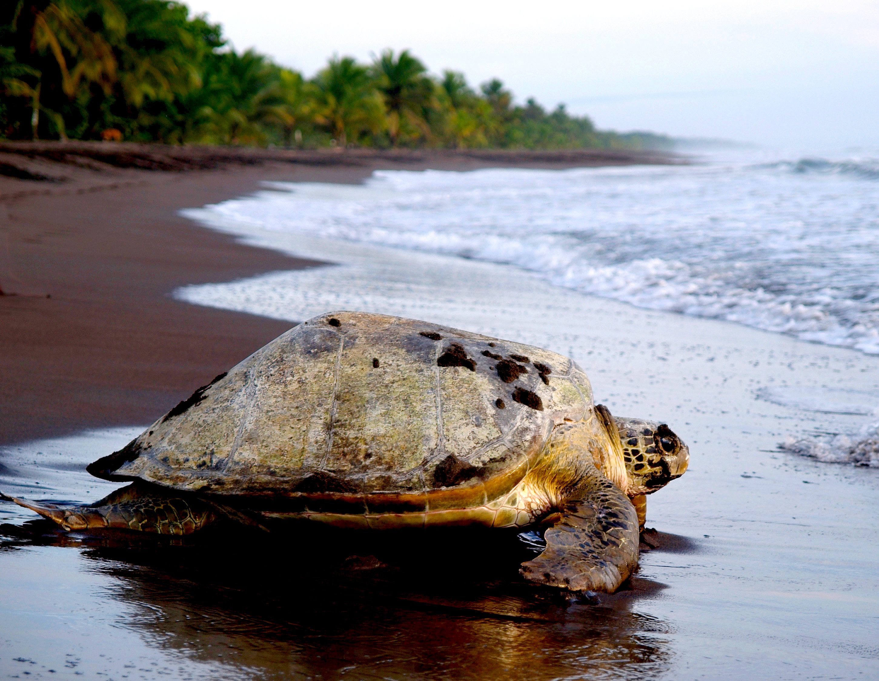 Een zeeschildpad op het strand van Tortuguero, Costa Rica