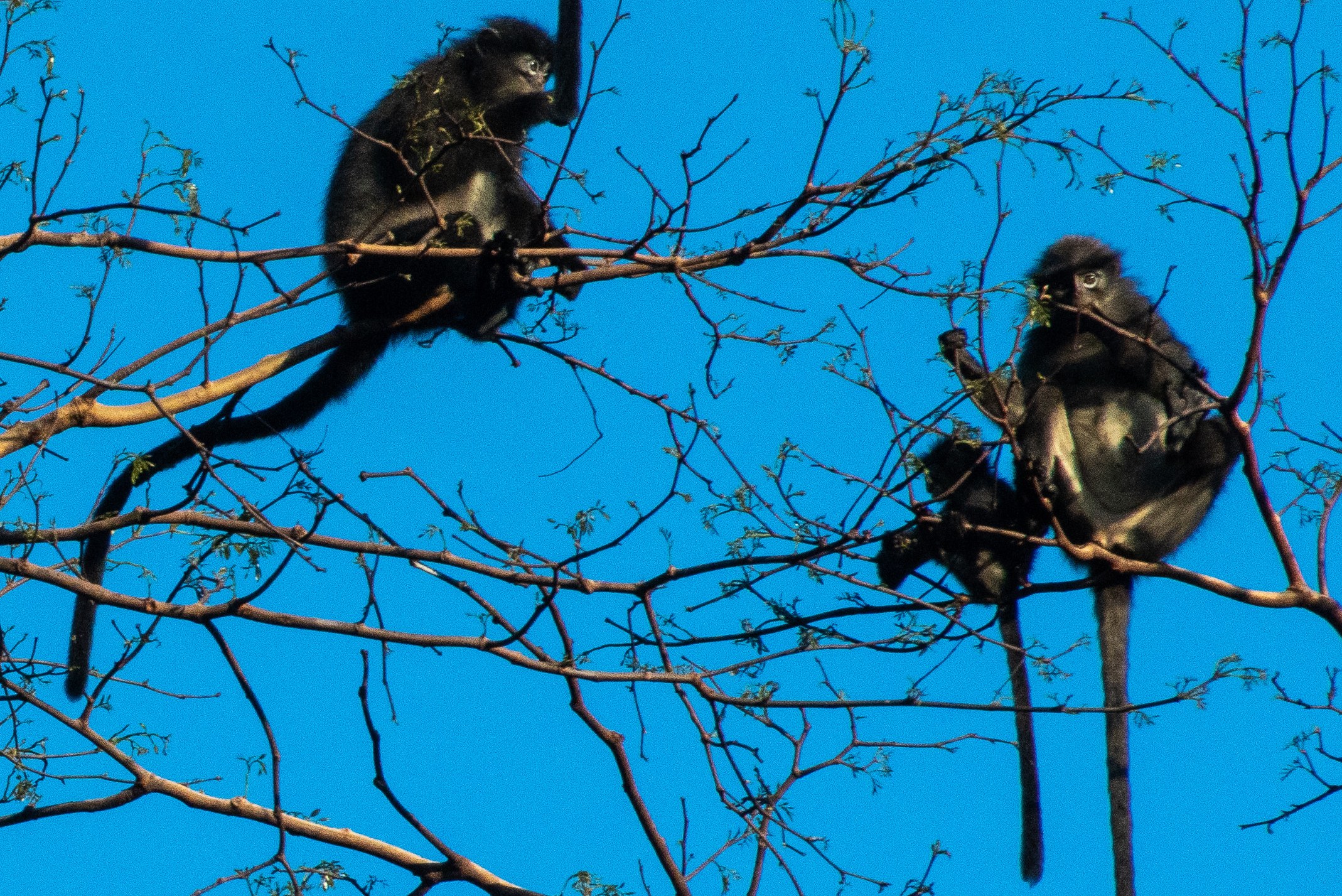 Apen bij Rompin State Park in West-Maleisië