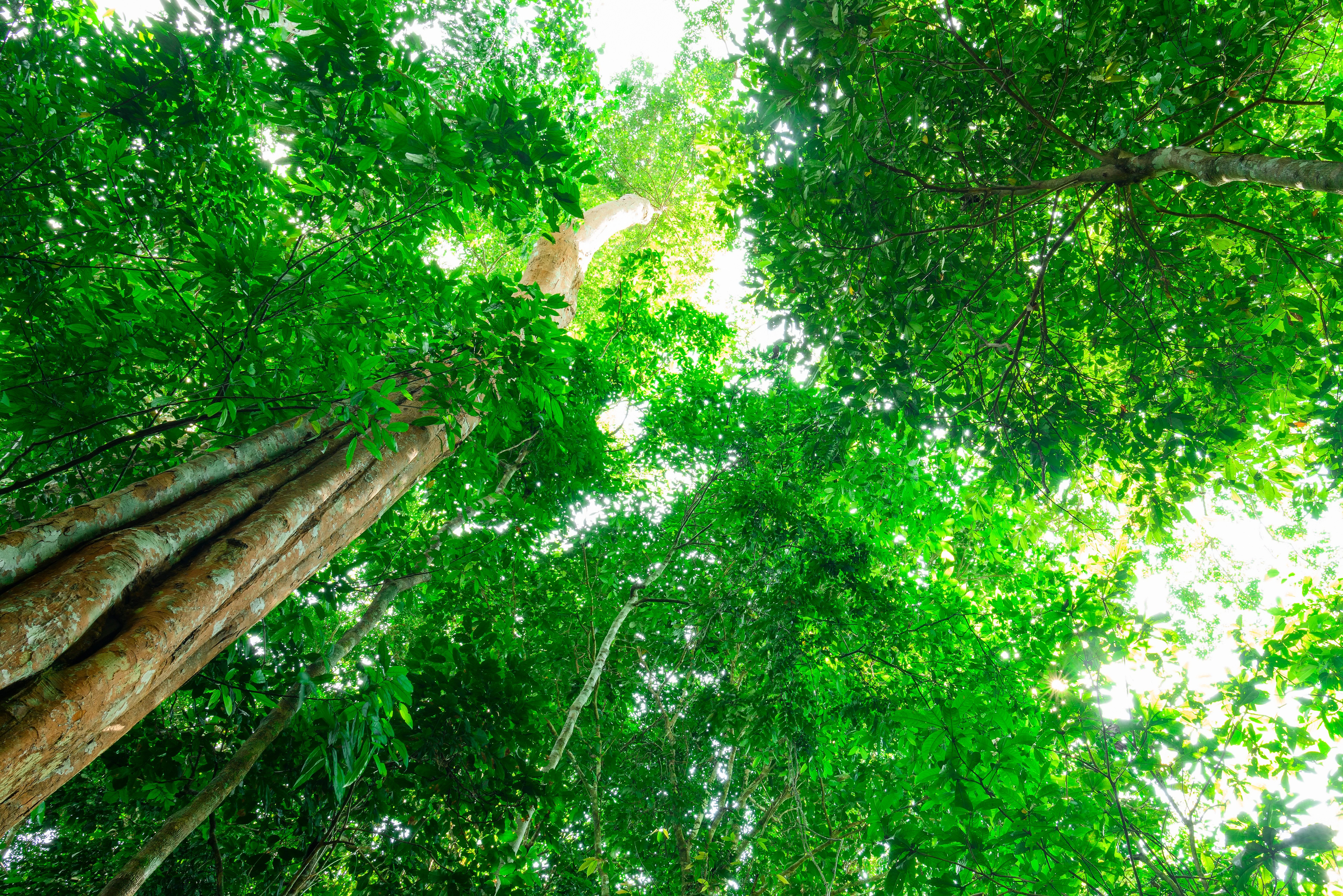 Ongerepte jungle van Rompin State Park in Maleisie