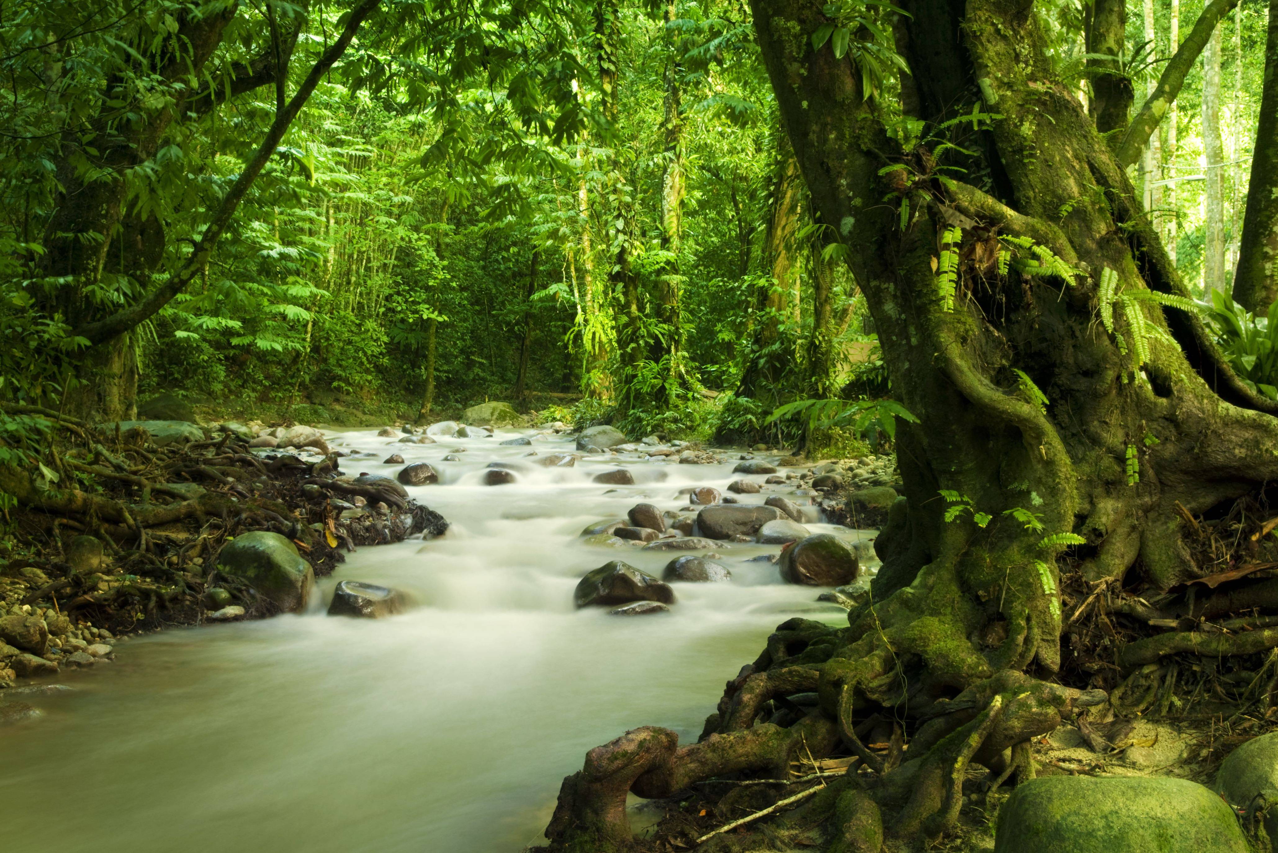 Rivier in de jungle van West-Maleisie