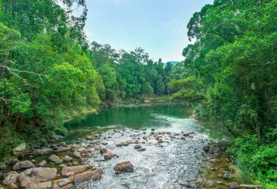 Rompin Rainforest in West-Maleisie