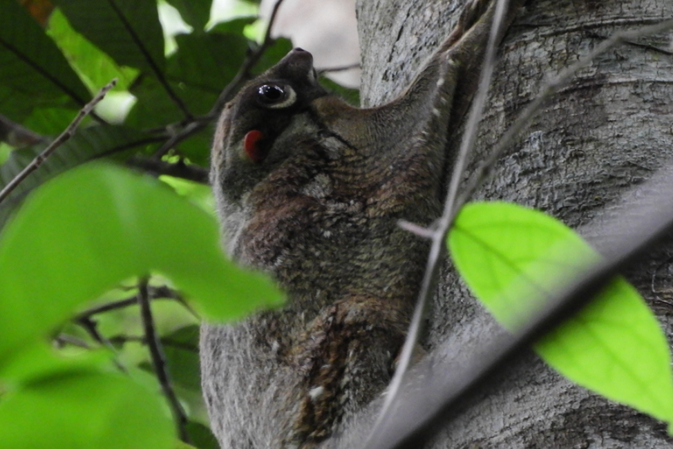 Rompin Rainforest in West-Maleisie