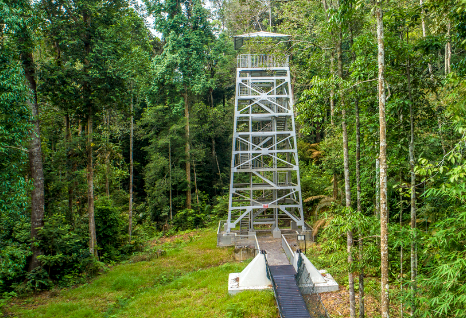 Rompin Rainforest in West-Maleisie