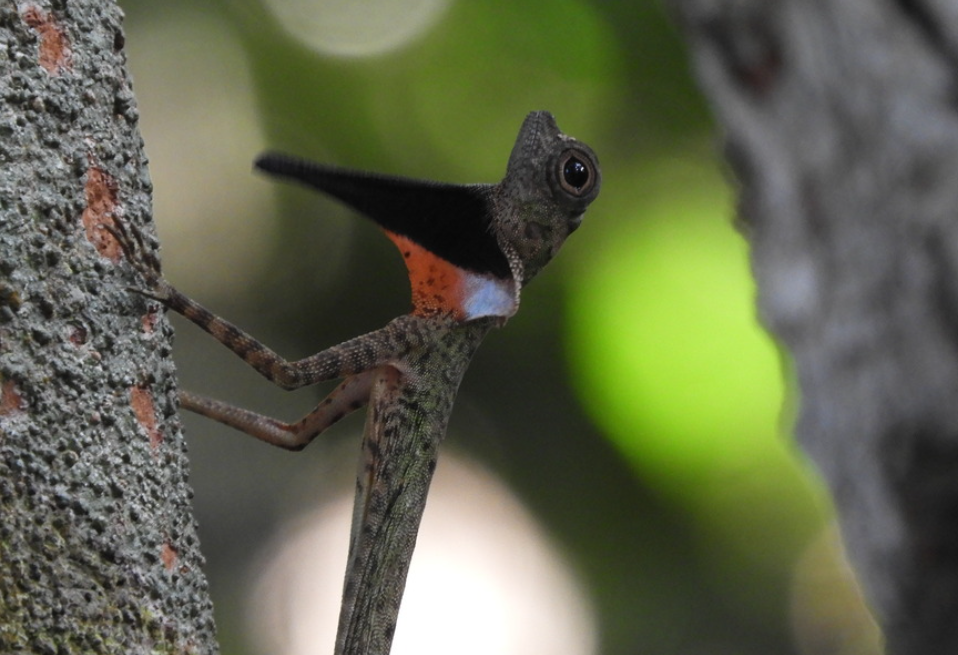 Rompin Rainforest in West-Maleisie
