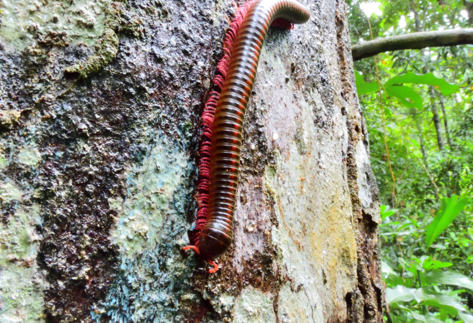 Miljoenpoot bij Rompin Rainforest in West-Maleisie
