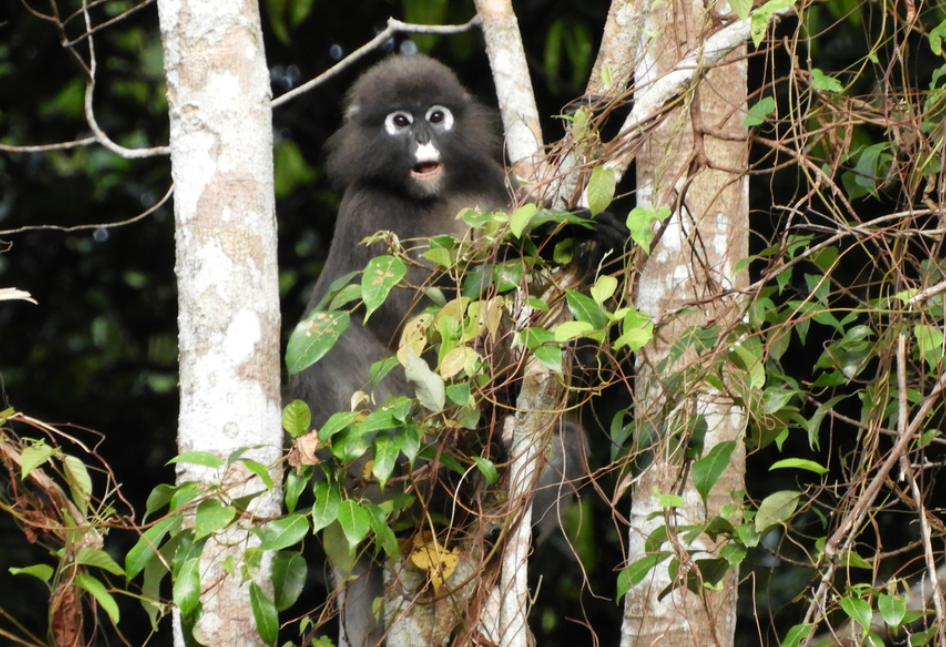 Aap bij Rompin Rainforest in West-Maleisie