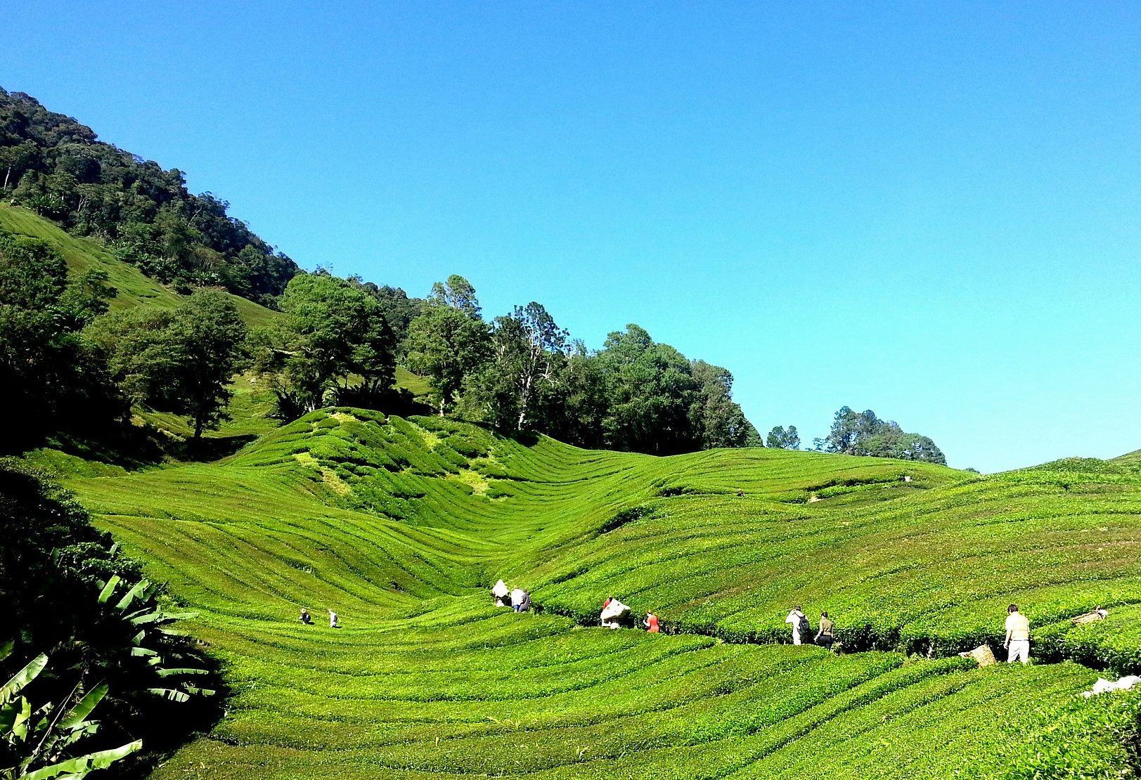 Maleisie-Cameron-Highlands-wandelen-in-de-theeplantage