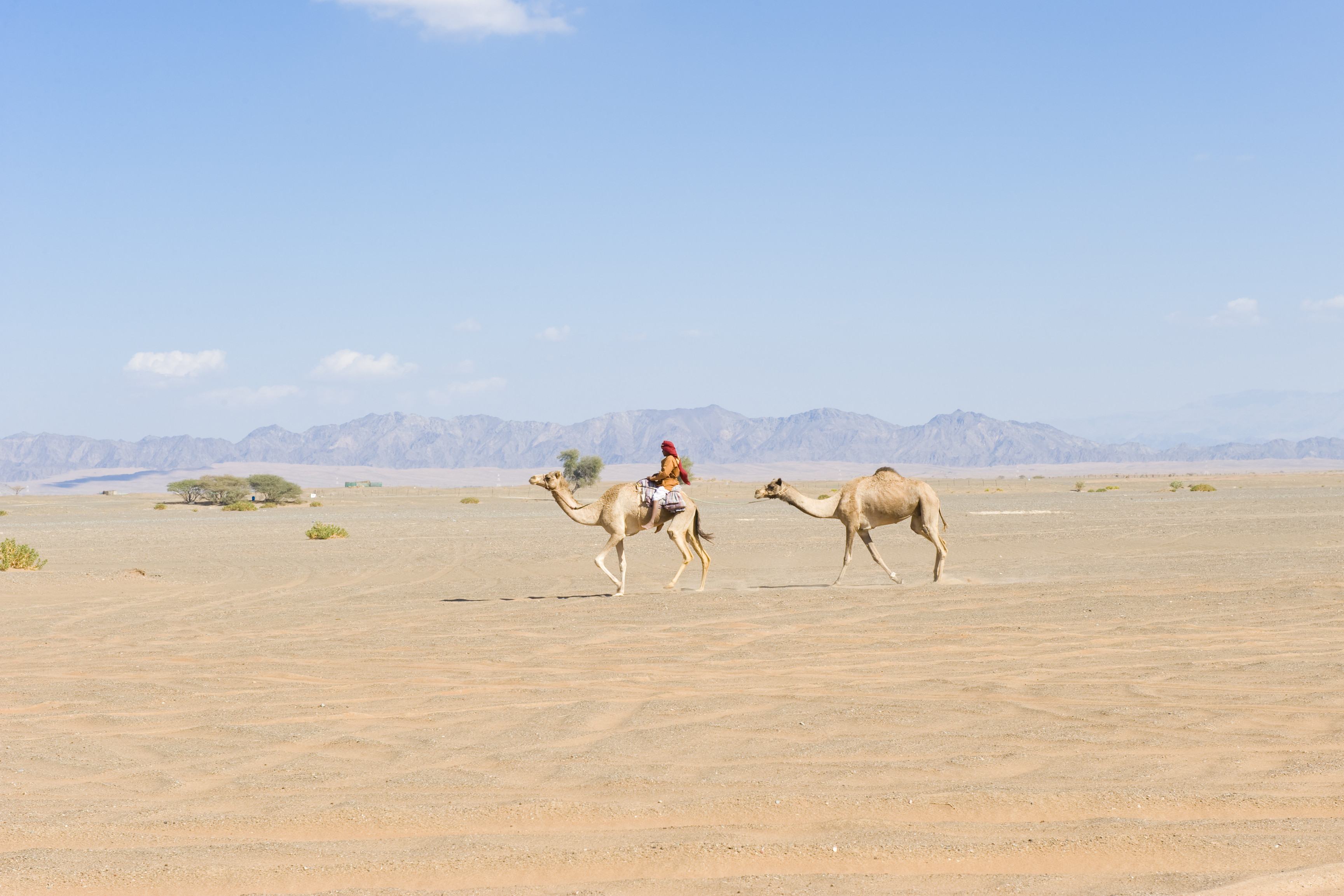 Bedoeine en kamelen in de woestijn van Oman