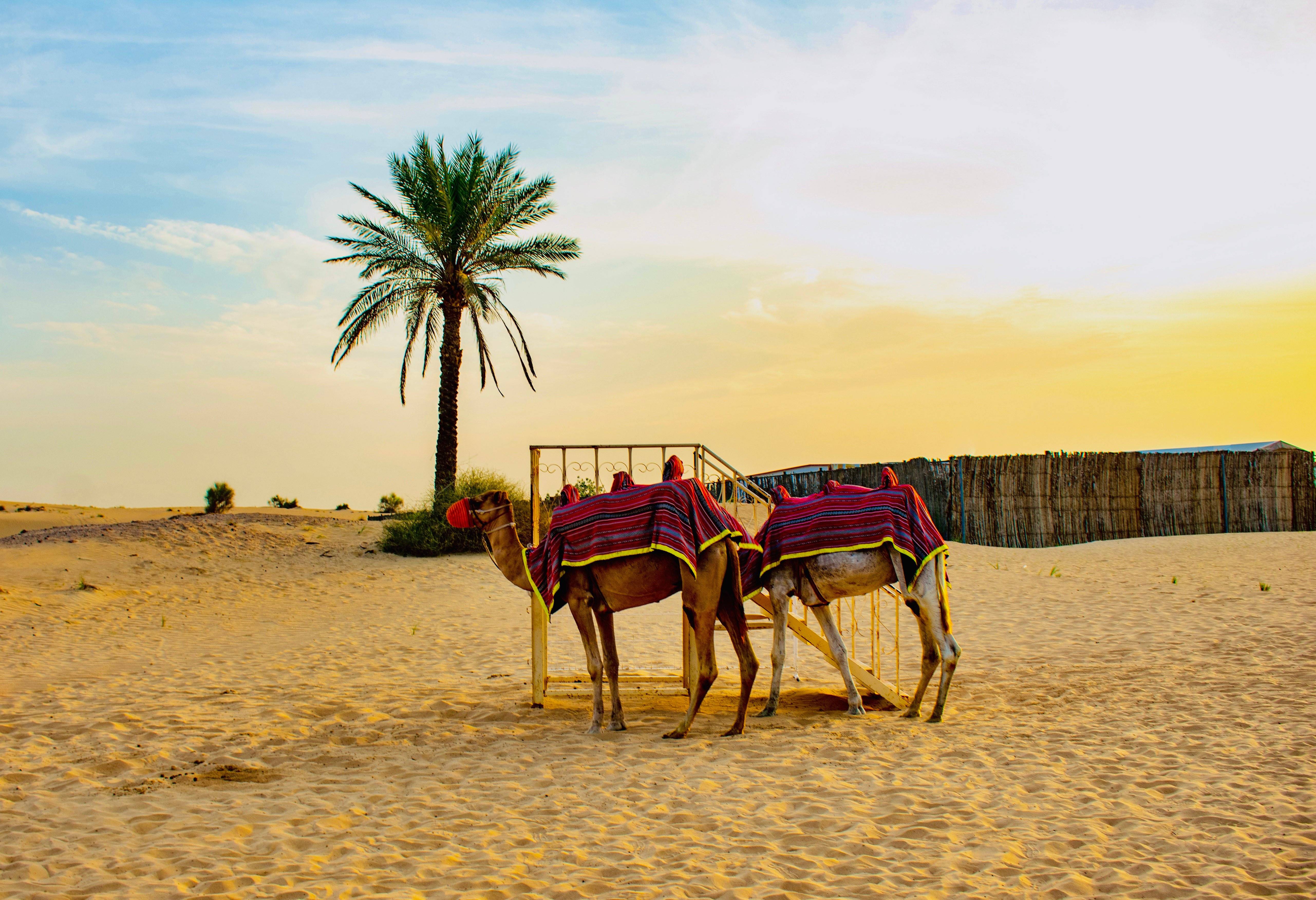 Kamelen in de Wahiba Sands woestijn in Oman