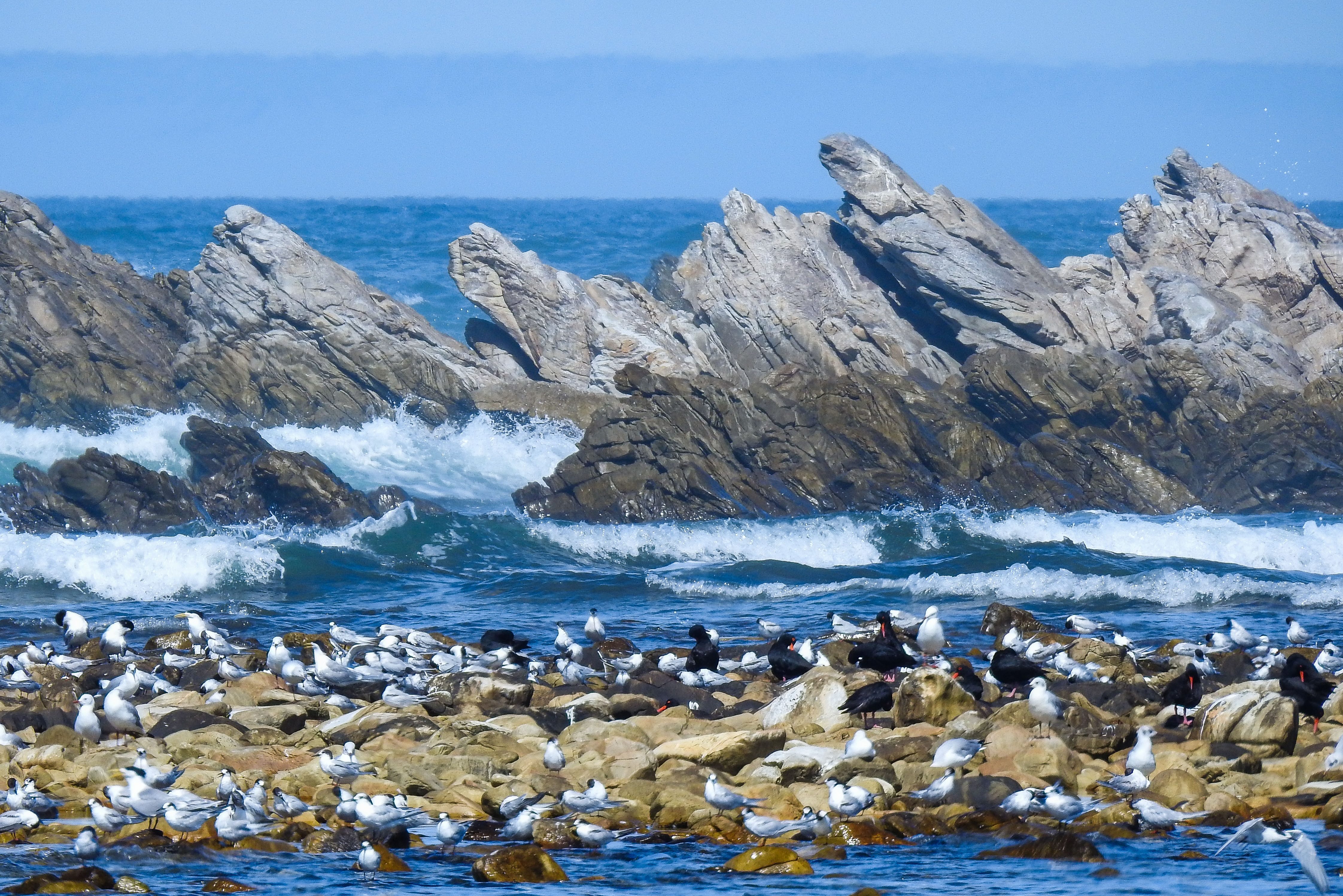 Zuid-Afrika-Port-Elizabeth-vuurtoren-van-Cape-Recife-omgeving