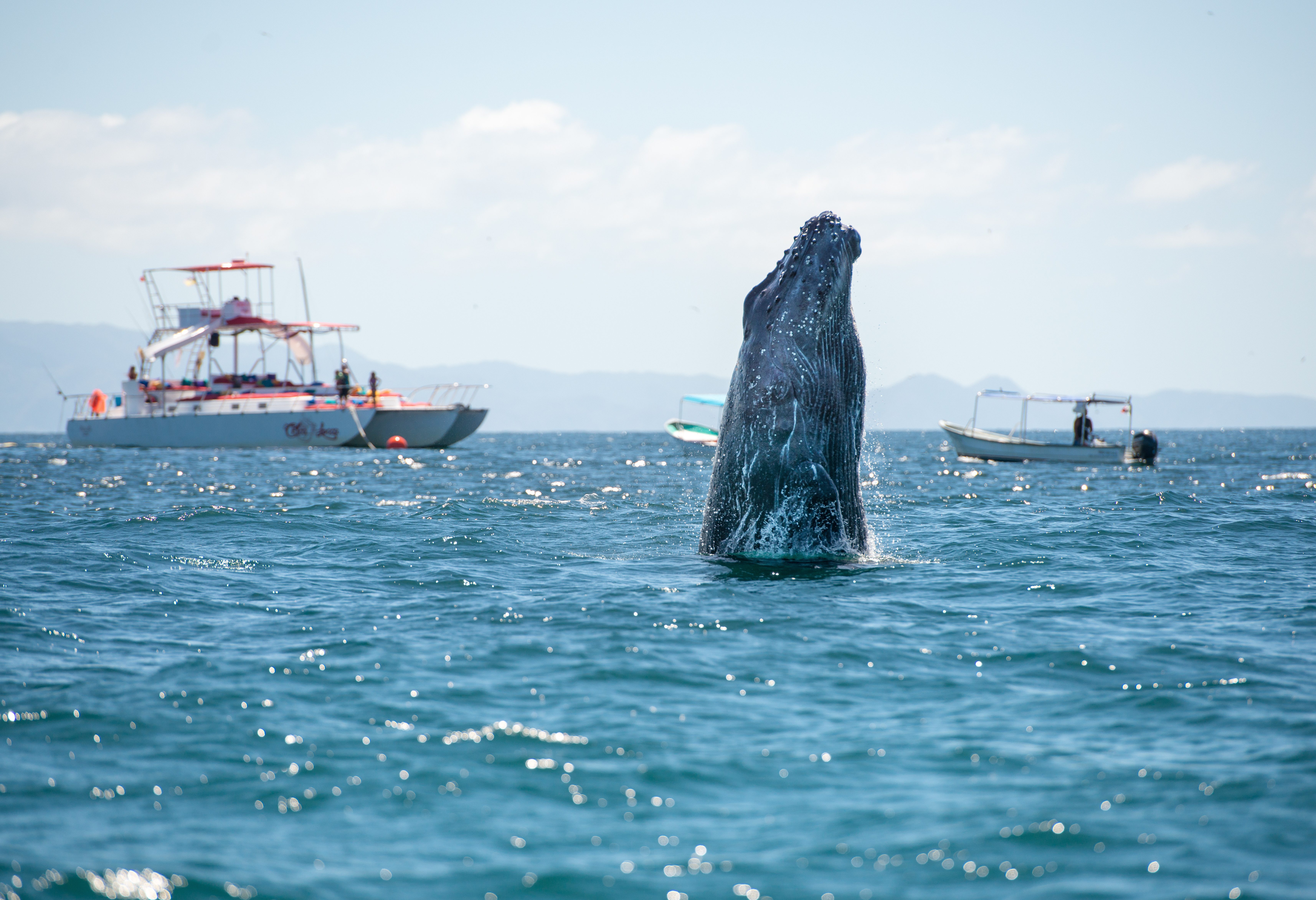 Walvis excursie Tofino Vancouver Island Canada