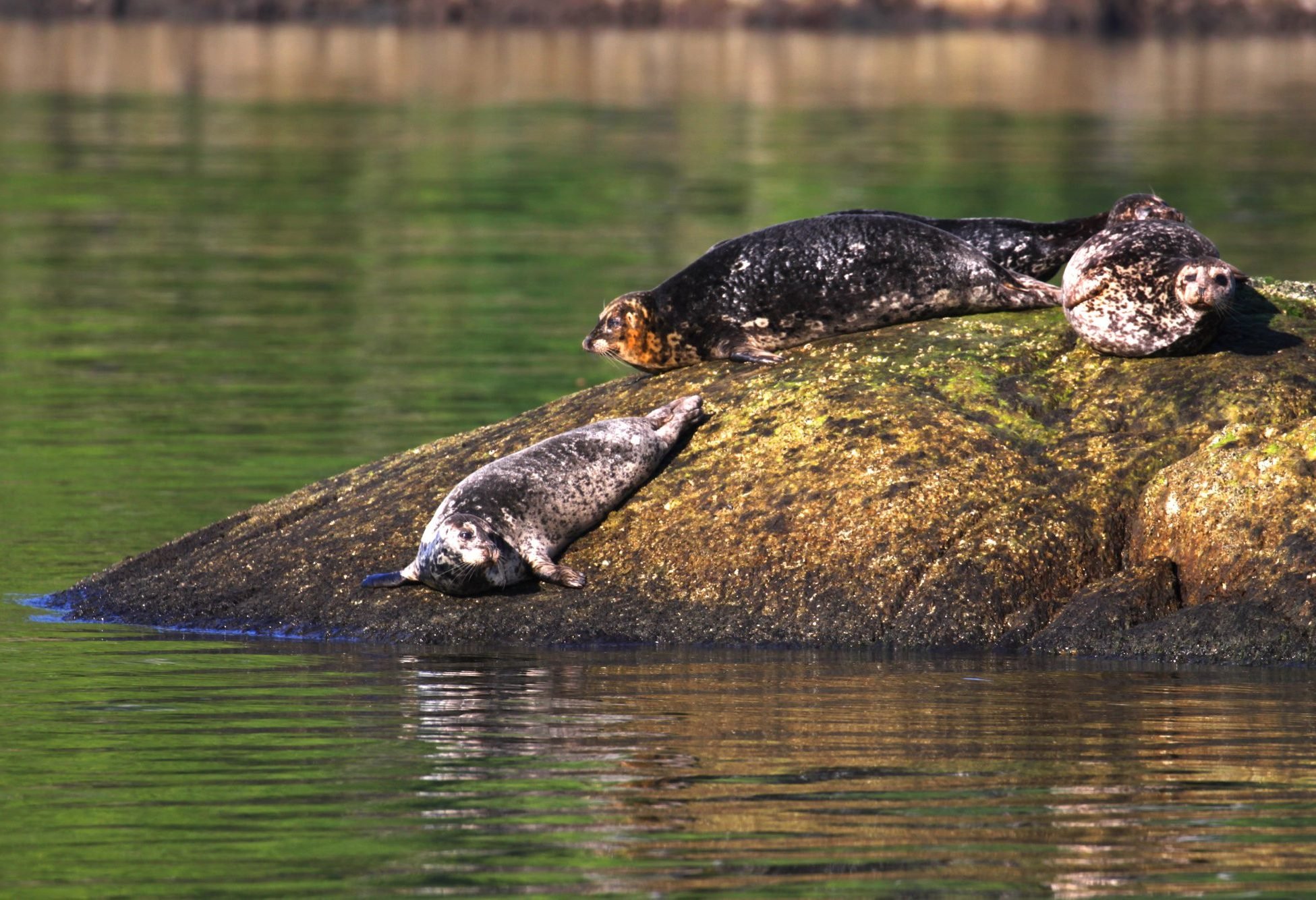 Tofino Vancouver Island Canada