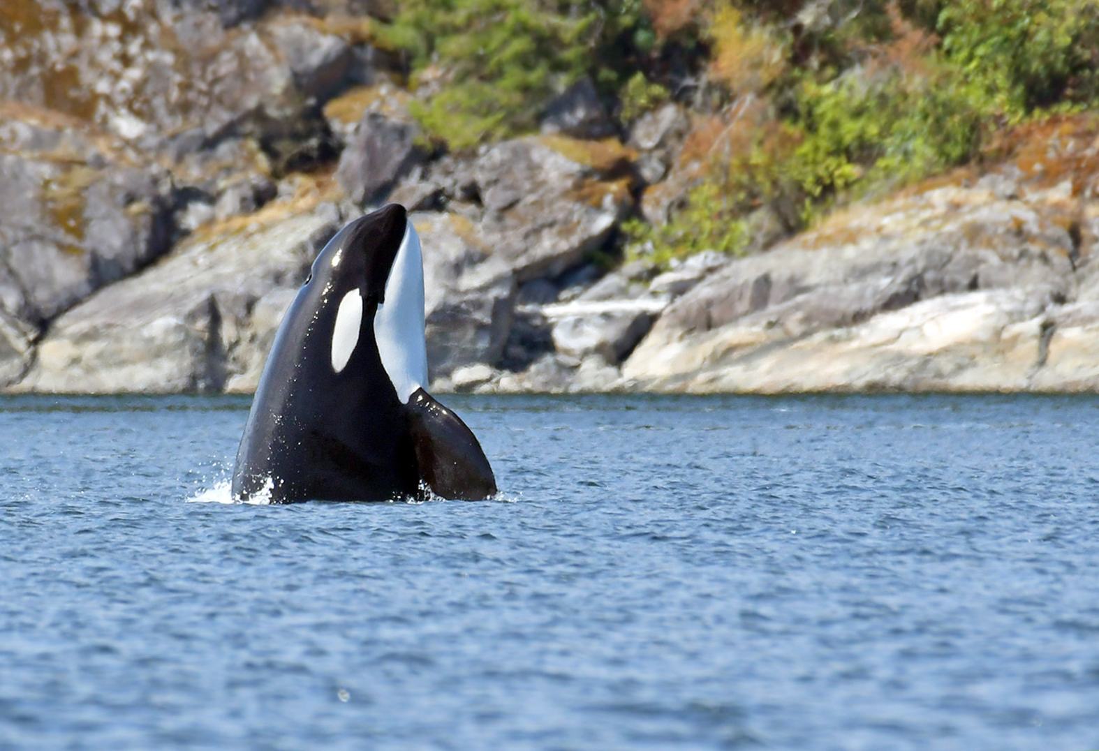 Orka excursie Campbell River Canada