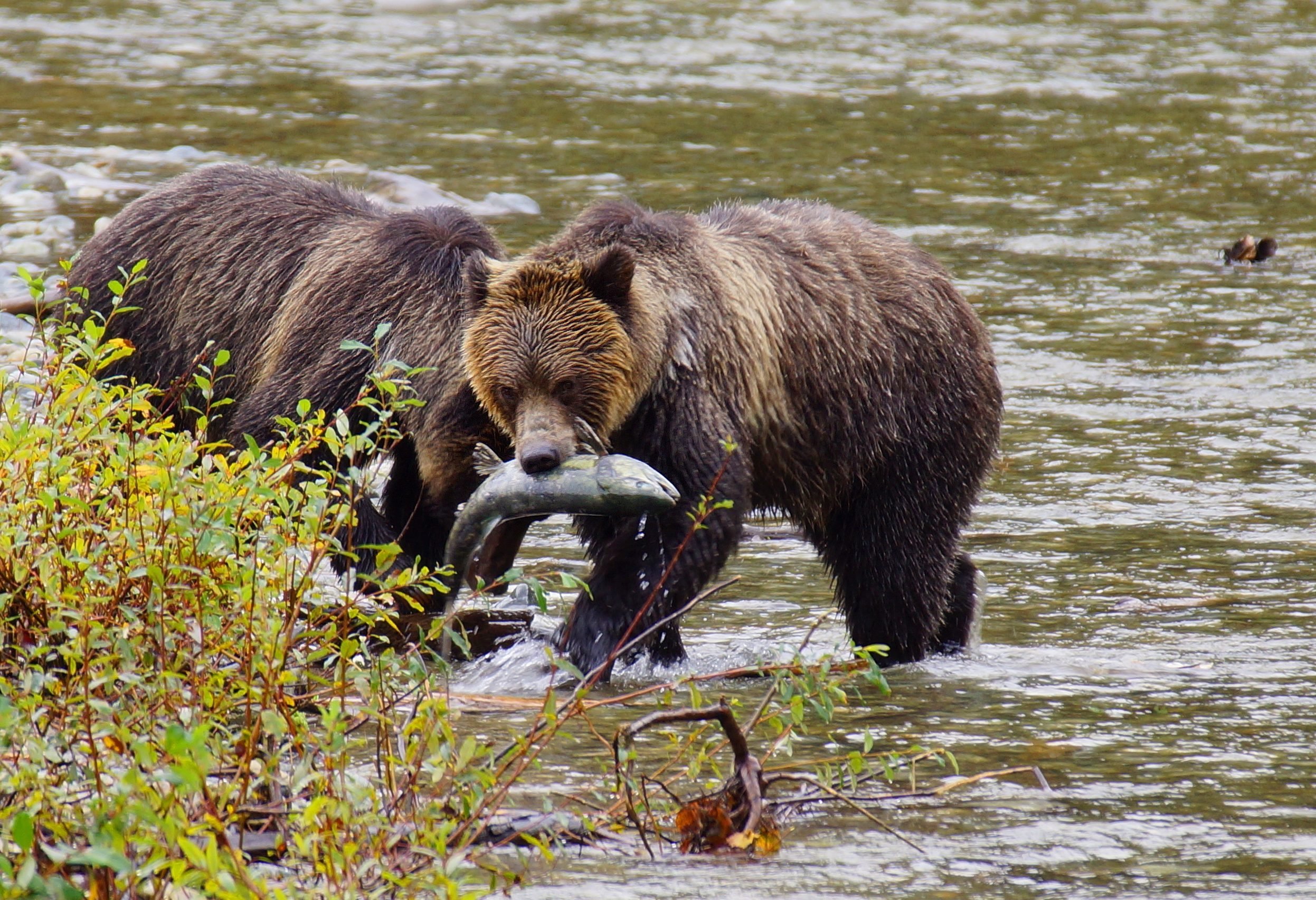 Grizzly beren excursie Painters Lodge Campbell River Canada