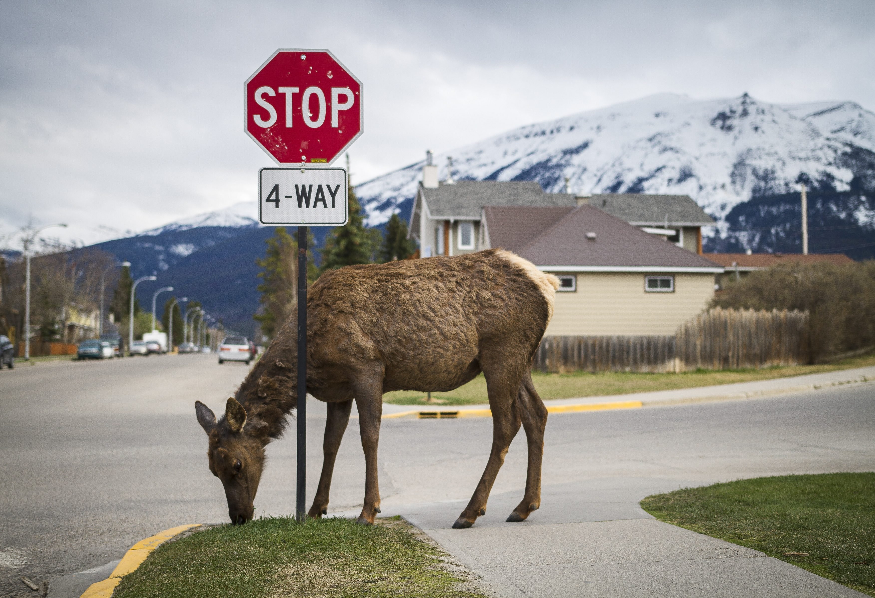 Jasper National Park Canada