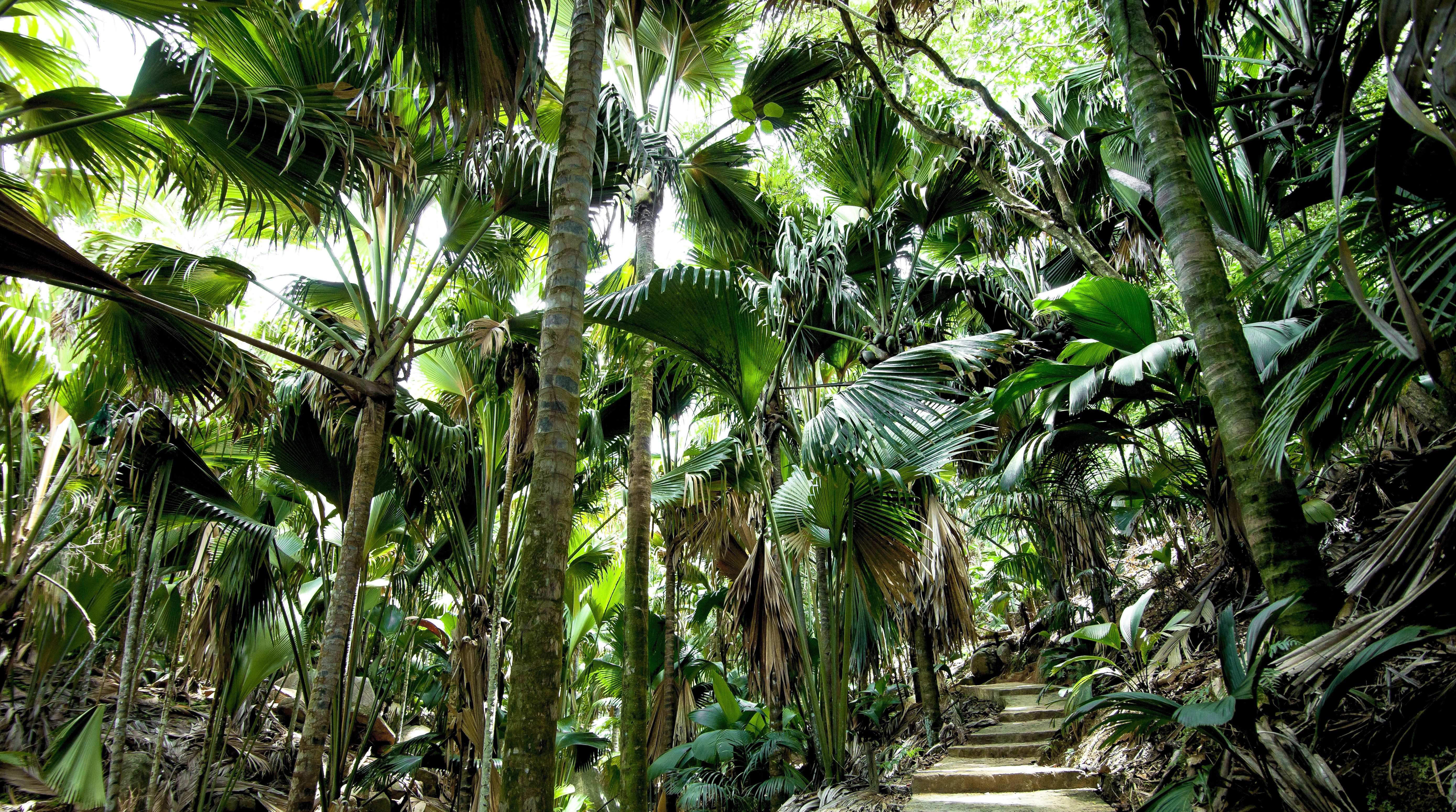 Seychellen-Praslin-Vallee-de-Mai-wandelpad-tussen-de-palmen