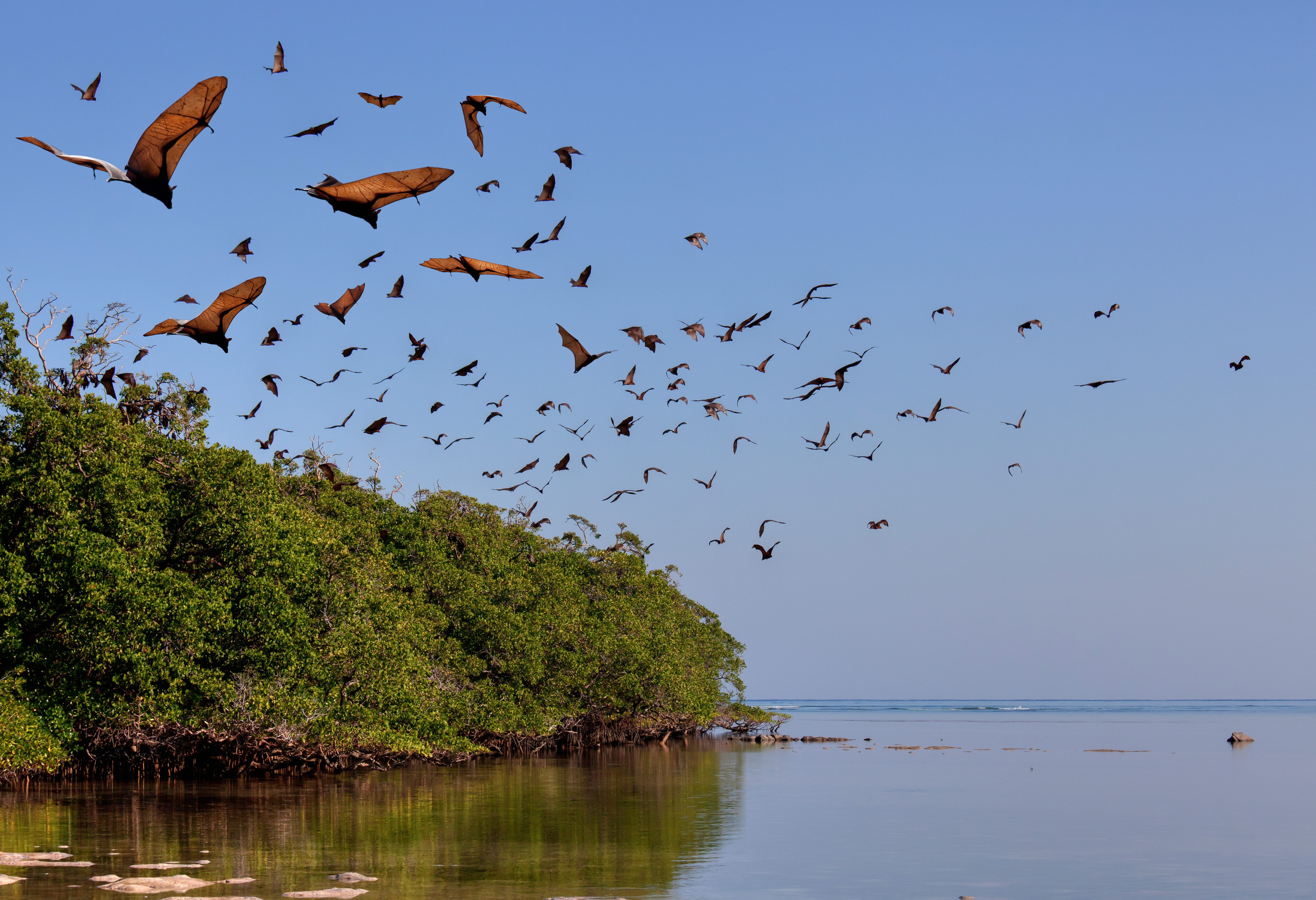 Vleermuizen in het Komodo National Park in Indonesie