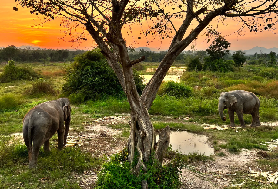 Olifanten bij I Love Phants Lodge in Thailand