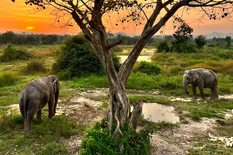 Olifanten bij I Love Phants Lodge in Thailand