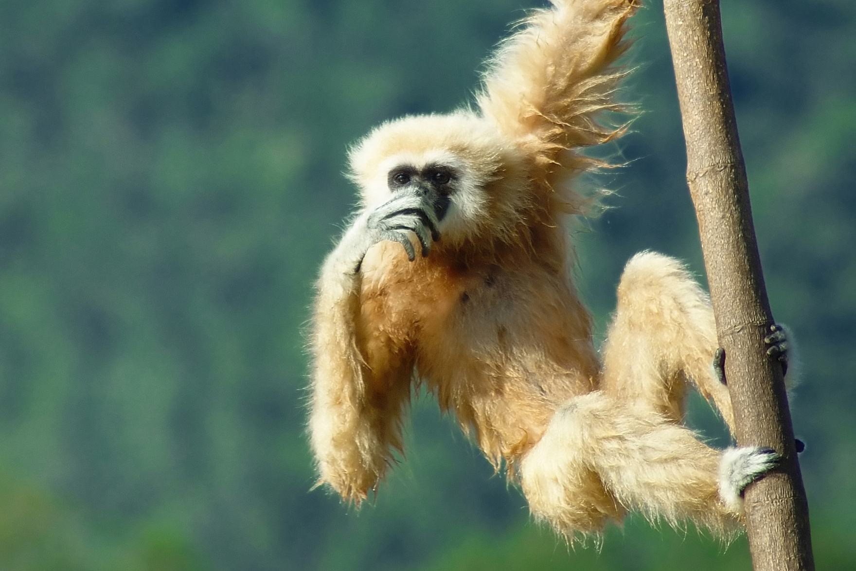 Gibbon in Thailand