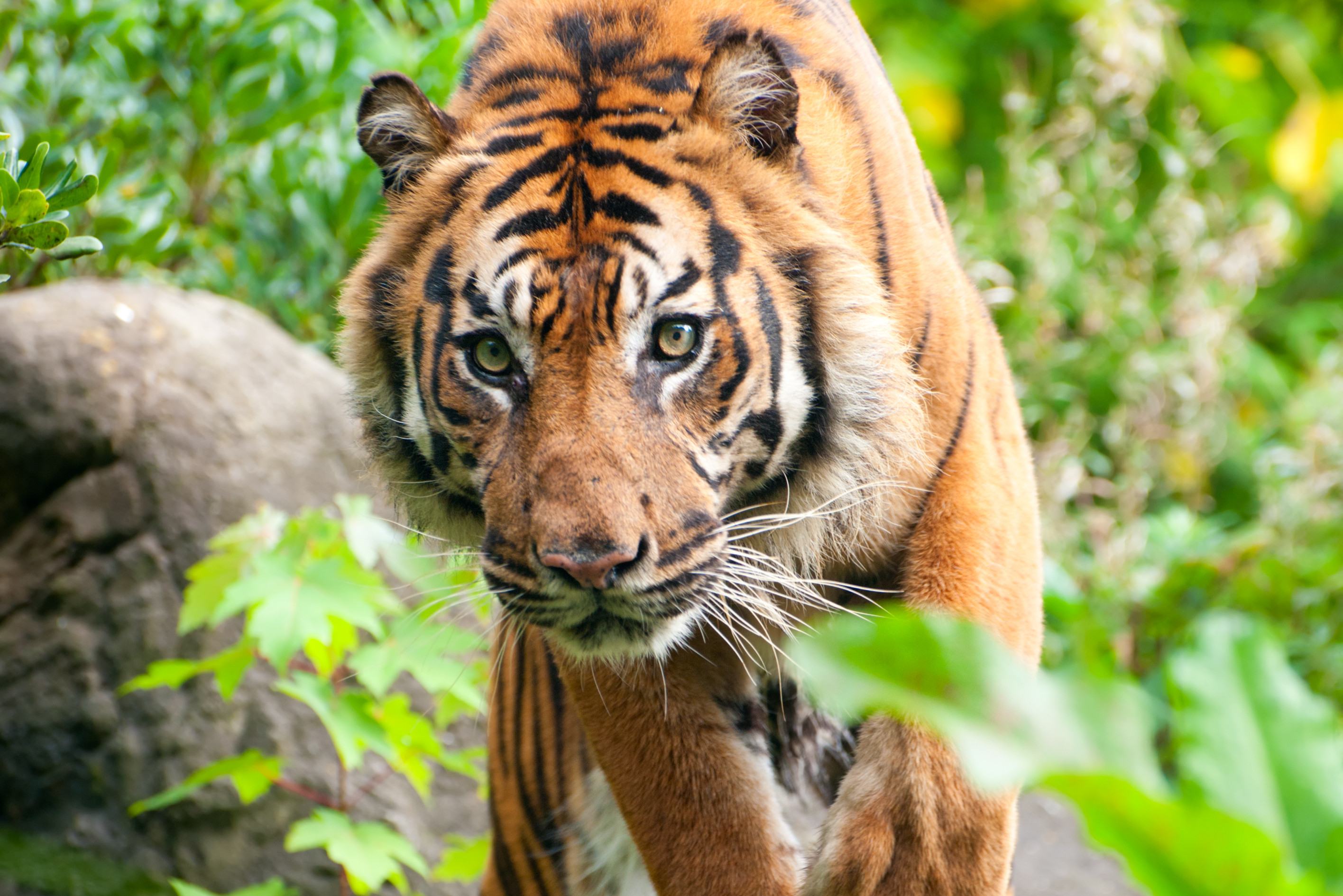 Tijgeropvang I Love Phants Thailand