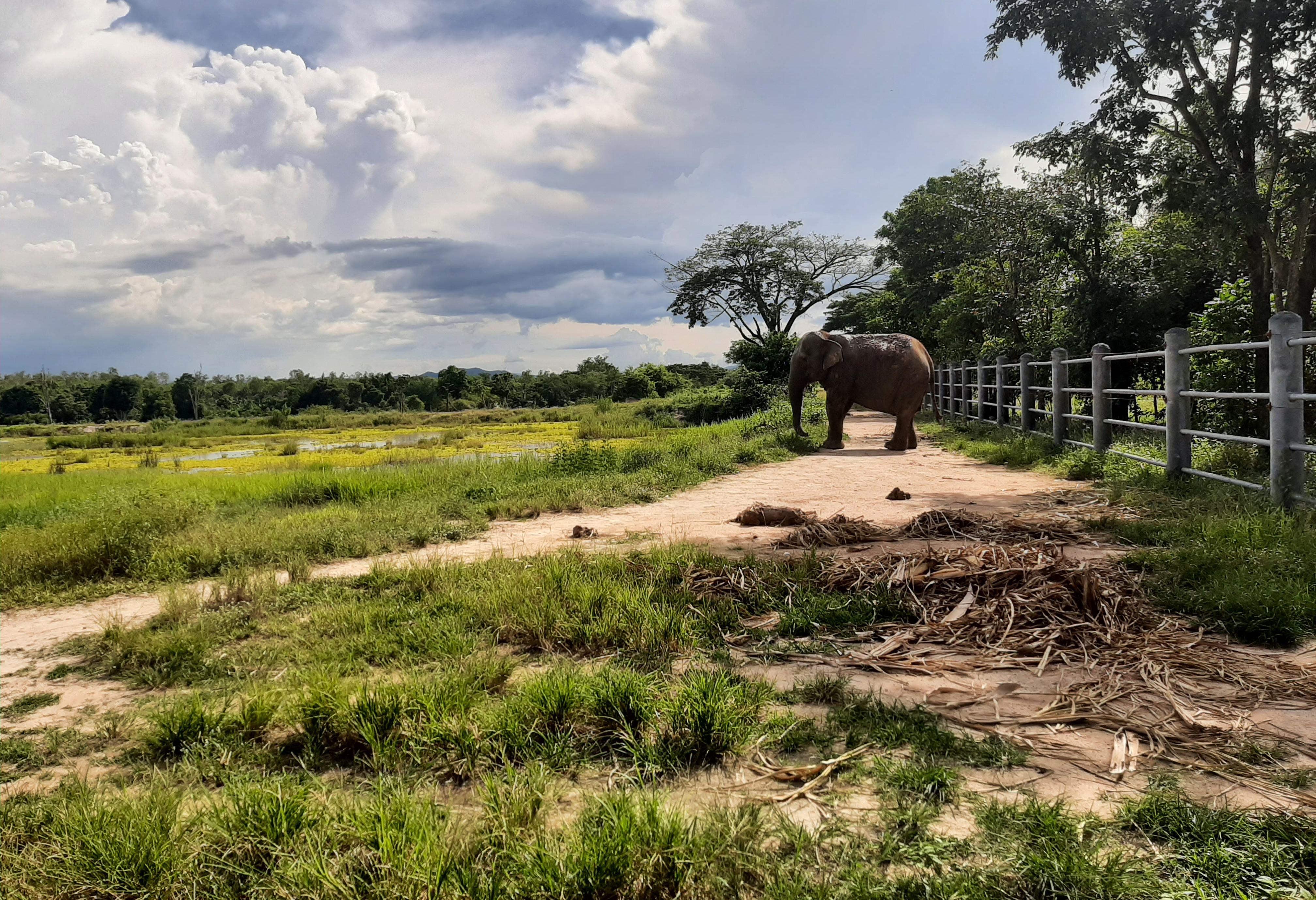 Olifantenweide van I Love Phants Lodge in Thailand