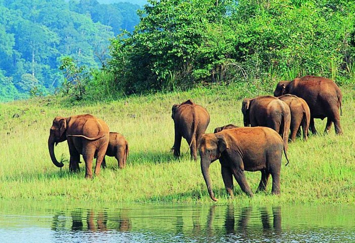Olifanten aan het meer bij Periyar in Kerala India