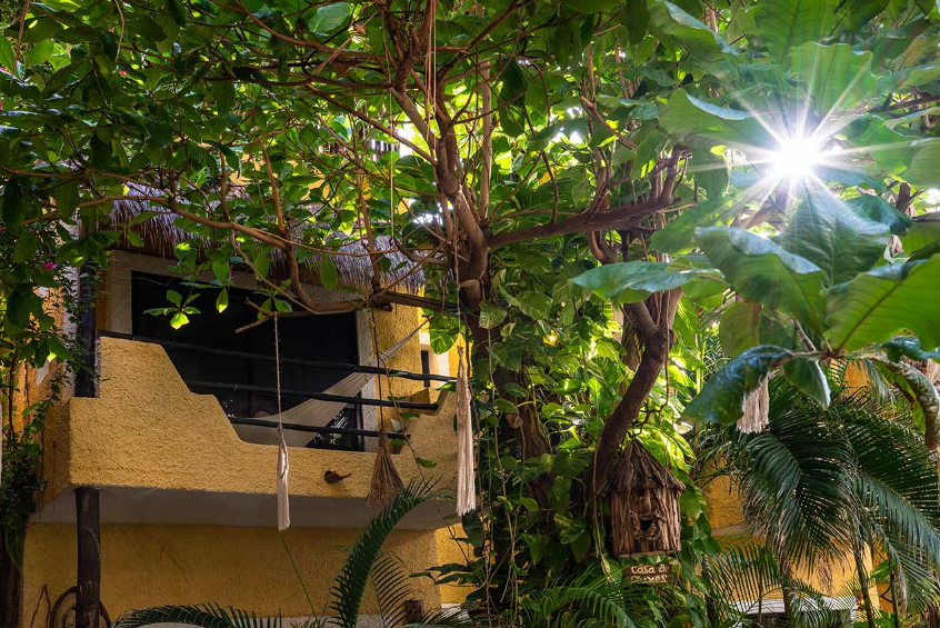 Tuin van Colibri Beach Hotel in Playa del Carmen Mexico