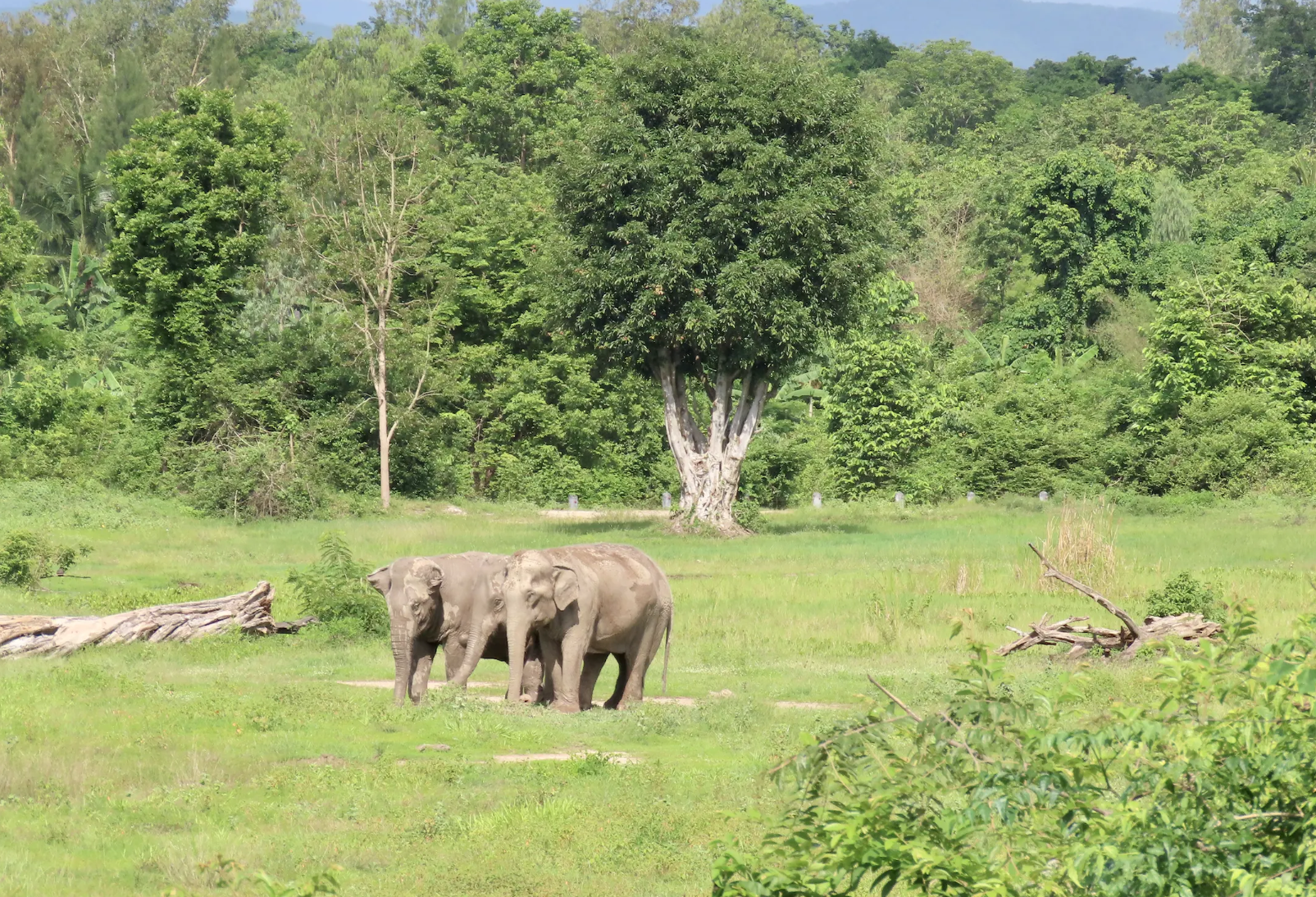 Olifantenopvang I Love Phants Experience in Thailand