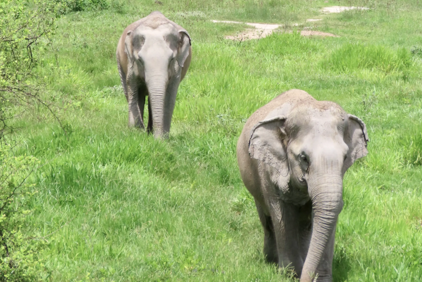 Olifanten bij I Love Phants experience Thailand