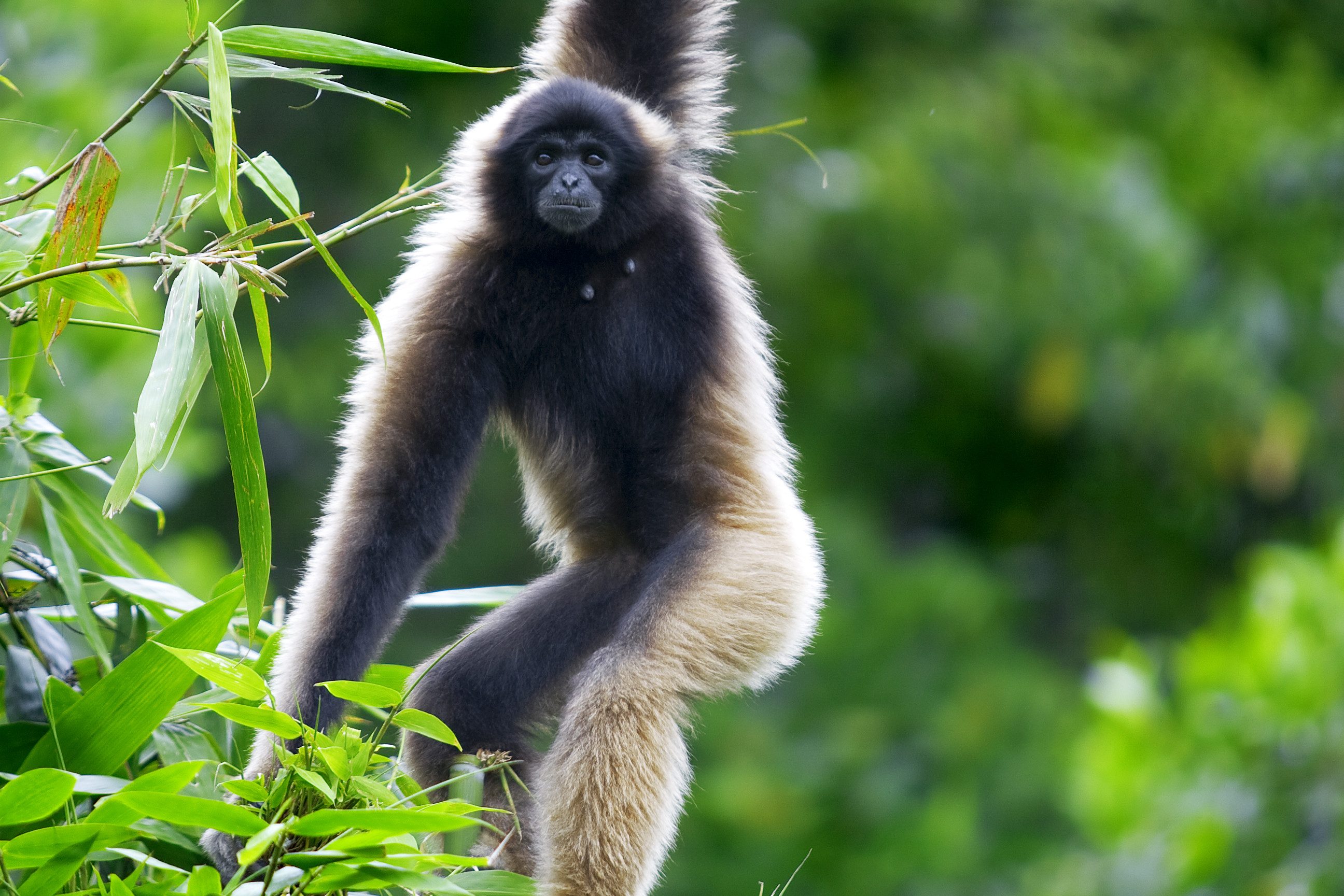 Gibbon aap in Thailand