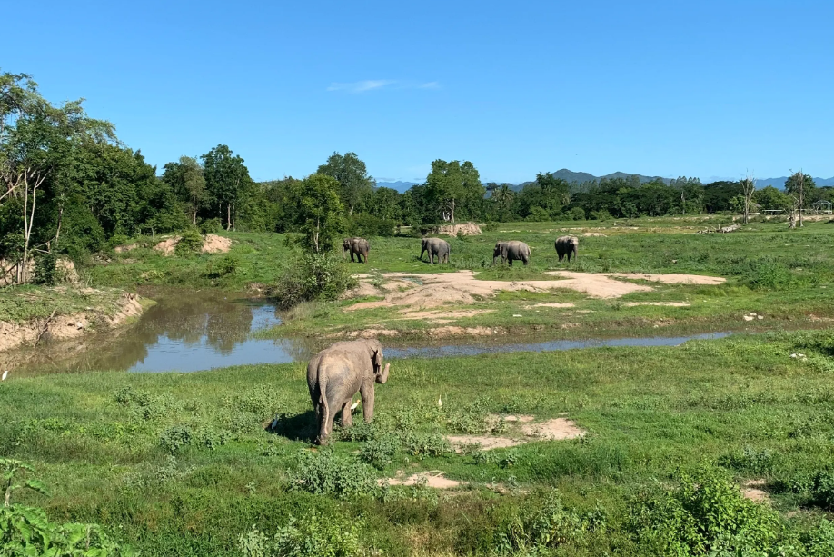 Olifantenweide bij I Love Phants in Thailand