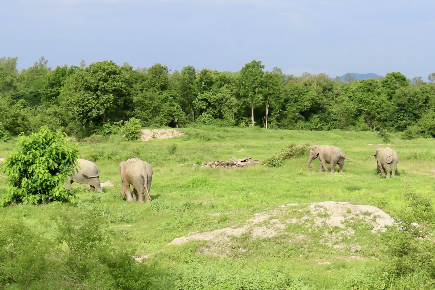 Olifantenweide bij I Love Phants in Thailand