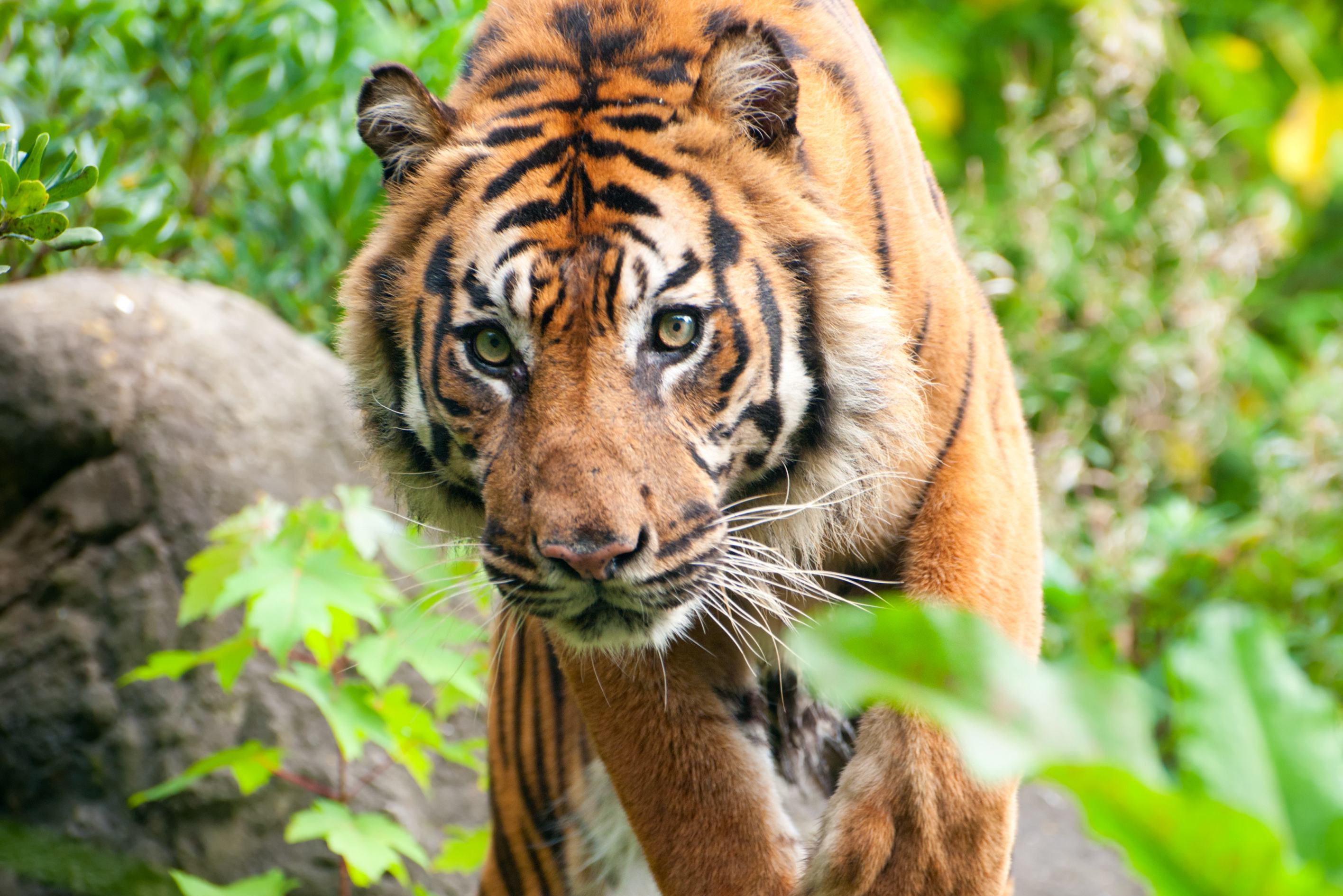 Tijgeropvang bij I Love Phants in Thailand