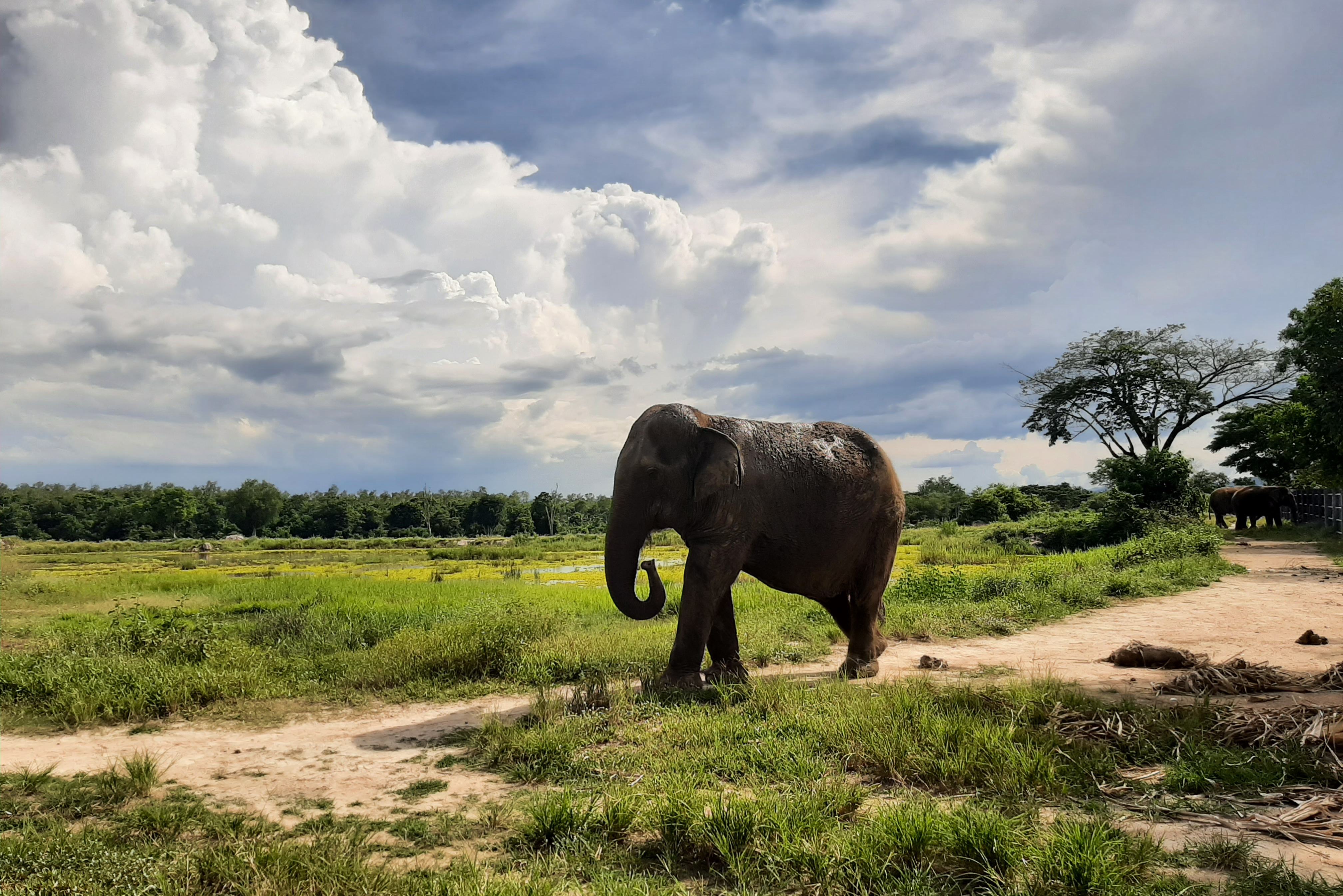 I Love Phants Experience in Thailand